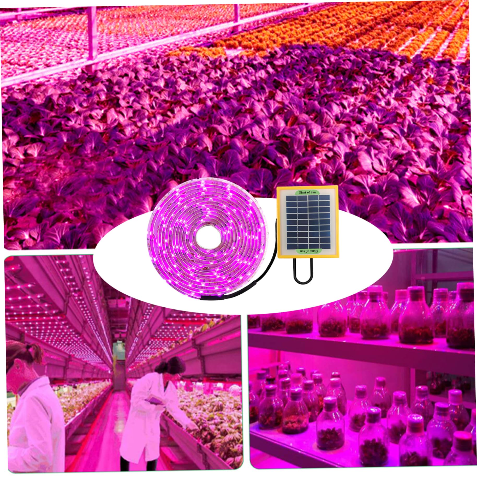 Lampes De Culture Pour Plantes IntéRieur à éNergie Bande Lumineuse 5 M Spectre Complet Lampes De Culture Solaires Pour Serre Dissipation Rapide De La Chaleur Lampe Chauffante