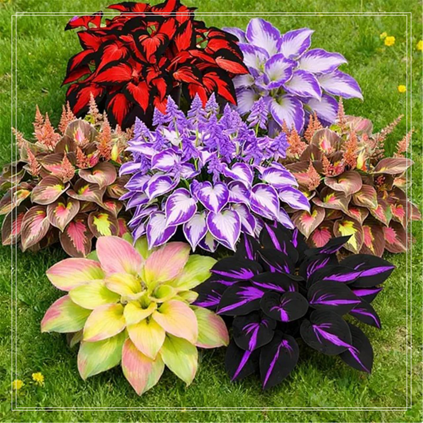 Mix Hosta Bulbs for Planting,Perennial Excellent Display-8 Bulbs-B