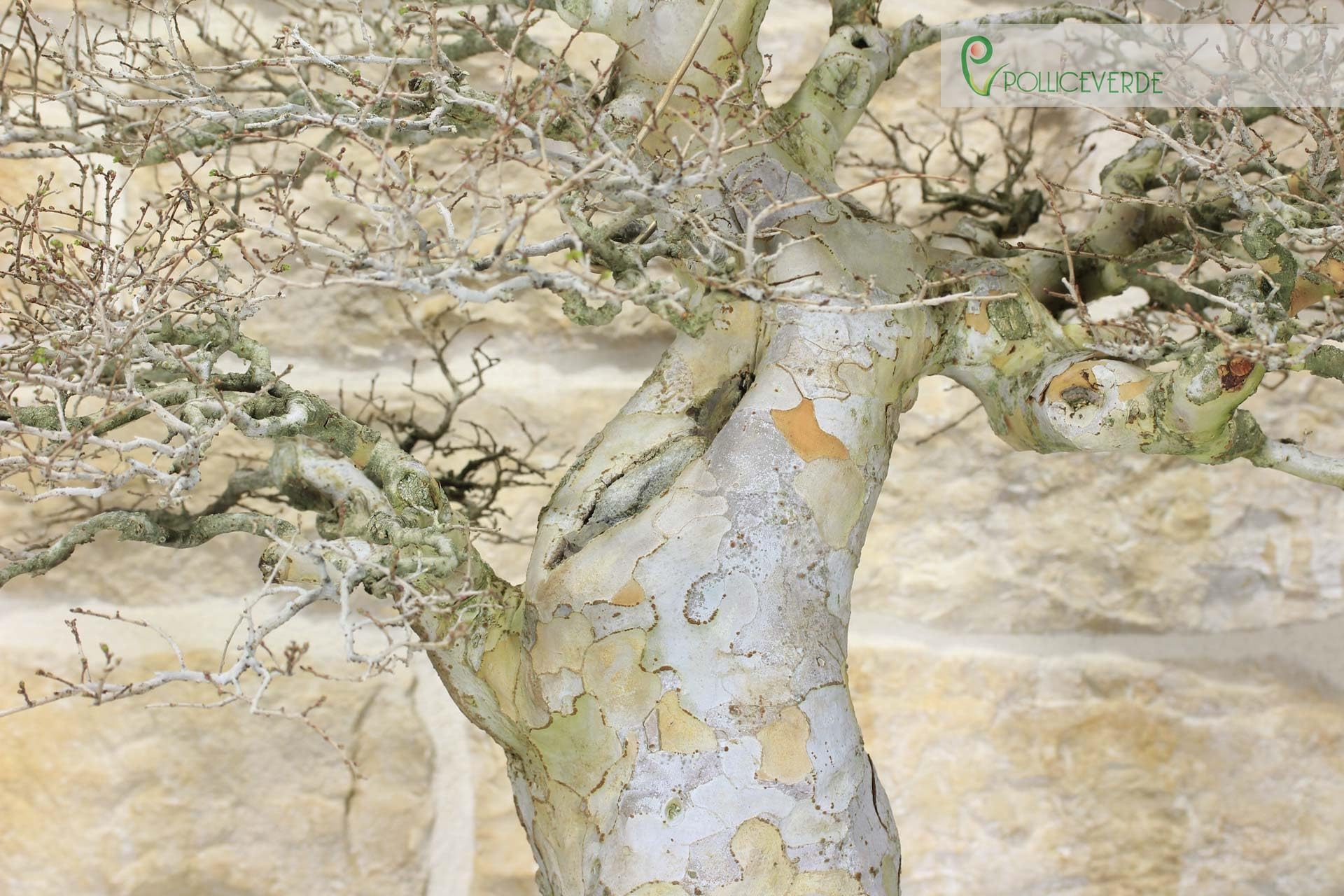 Bonsai di Zelkova Parvifolia (80)