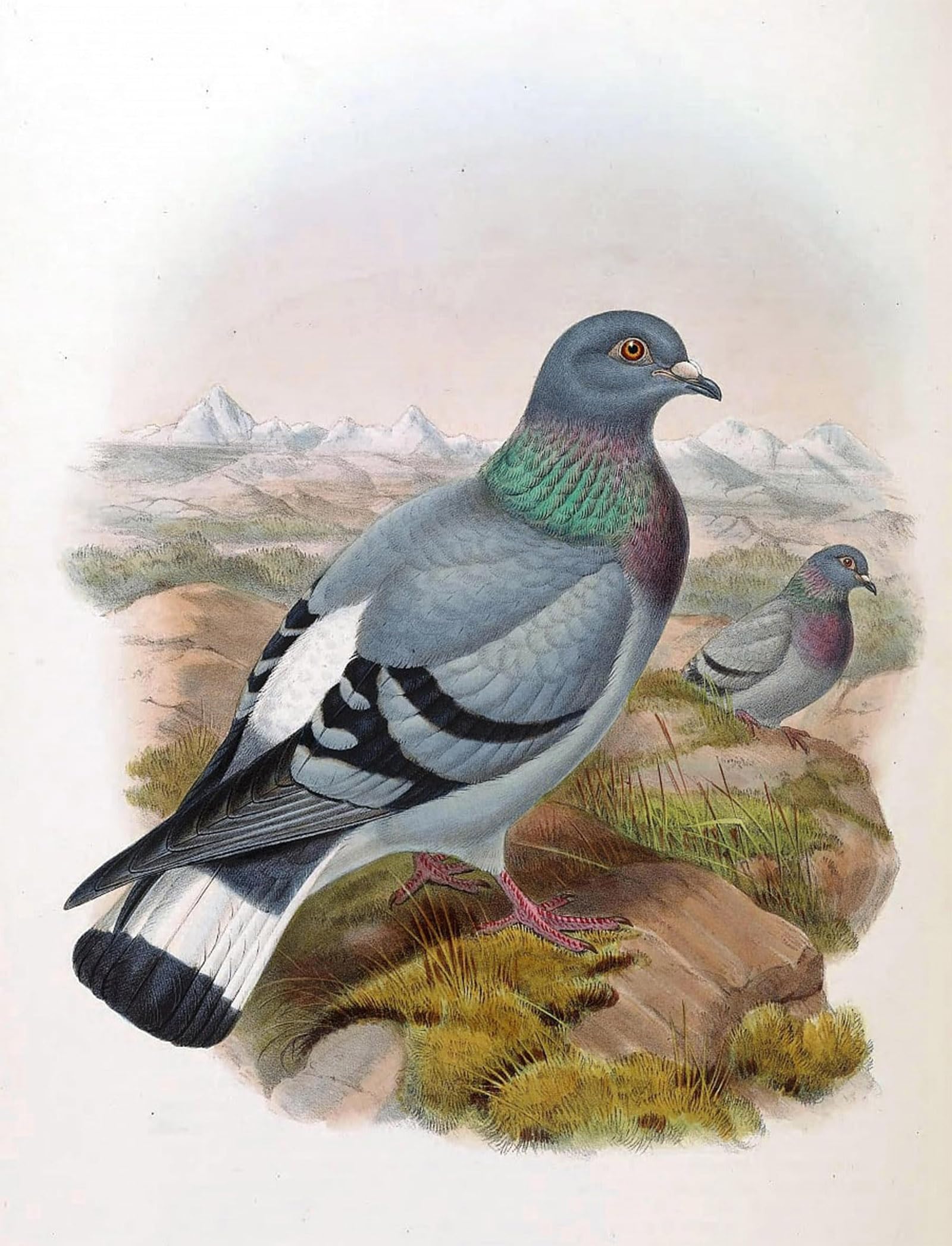 ARTXLXXBN Famous Prints Artwork Pictures Poster Painting Art Animal Bird Скалистый Голубь by John Gould Artwork Landscape Pictures for Home Decor 60x90cm