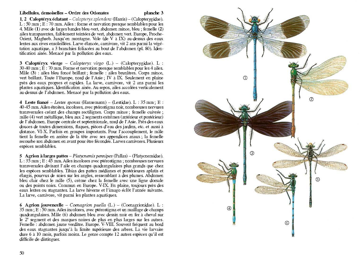 Insectes de France et d'Europe