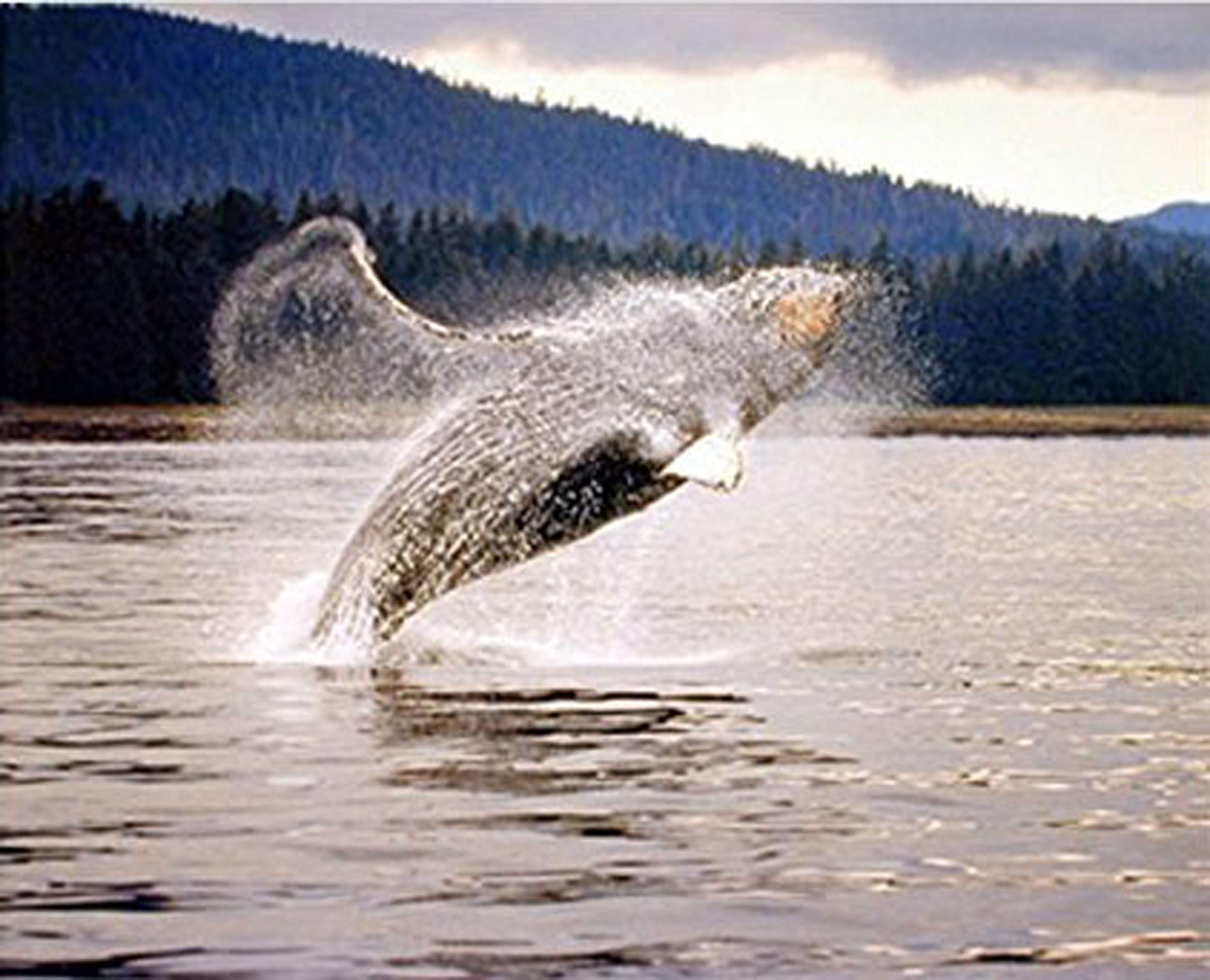 Amazon.com: Impact Posters Gallery Ocean Wall Decor Humpback Whale