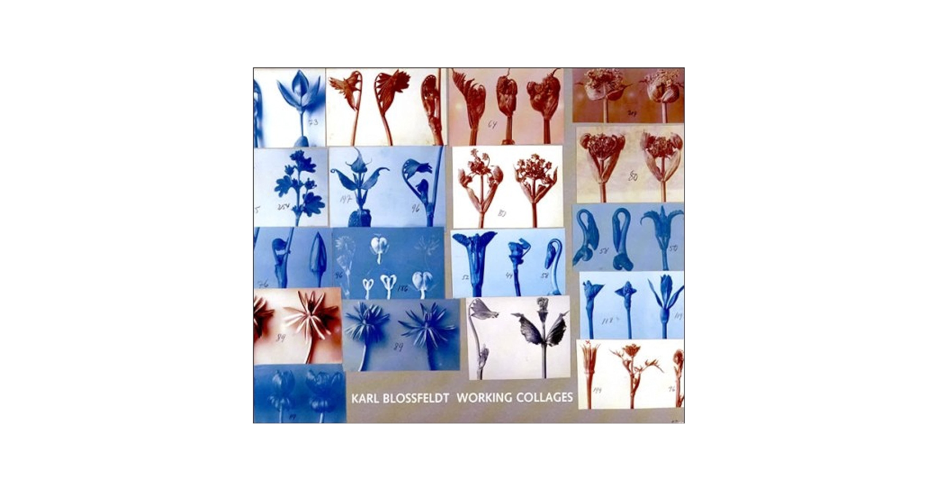 アート・デザイン・音楽 KARL BLOSSFELDT WORKING COLLAGES Karl Blossfeldt: Working Collages: Wilde, Ann, Wilde, Jurgen