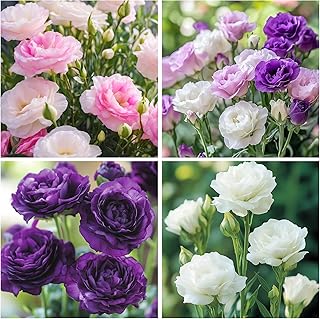 300+Mixed Lisianthus Flower Seeds for Planting Outdoor-Perennial Eustoma...