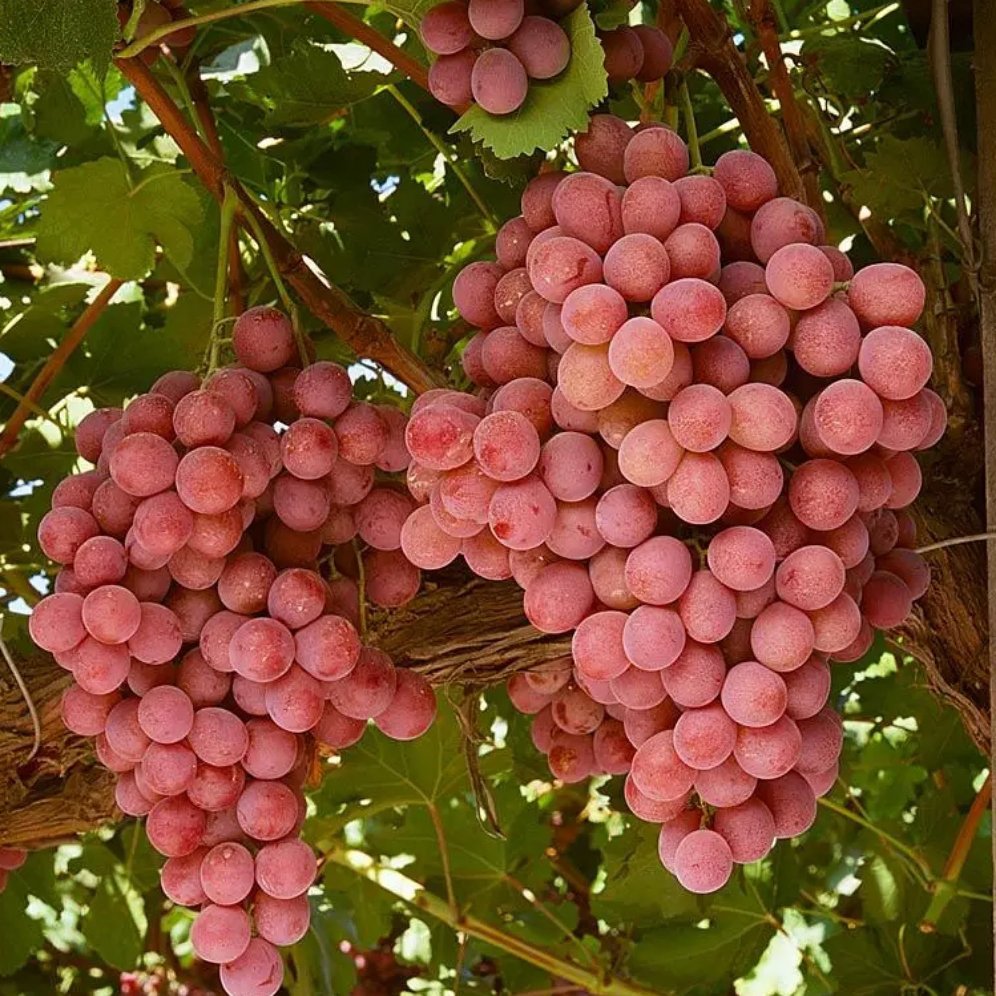 Live Plant Grape Fruit Giant Red Globe Exotic Berry for Home Garden