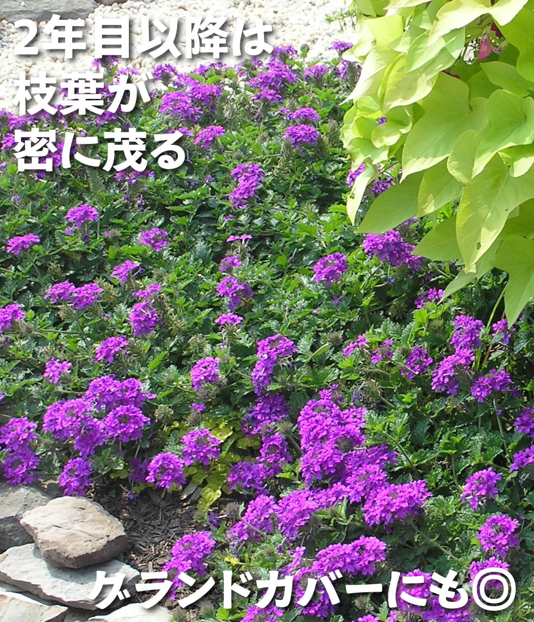 沖縄県産　ラン　花芽付き　カット苗　3セット ひつじのショーン 沖縄県産 ラン 花芽付き カット苗 3セット ひつじのショーン様専用