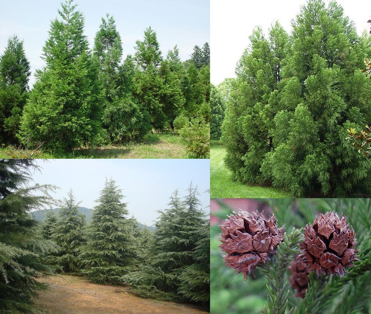 Graines de Cèdre du Japon Cryptomeria japonica Rustique - Semences de Bonsaï 25 Graines