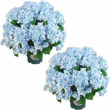 Artificial Hydrangea Bush 20 Inch Potted Faux Hydrangea Plant, UV Resistant Outdoor Hydrangea Artificial Plants for Front Porch, Garden, Patio & Indoor Decor