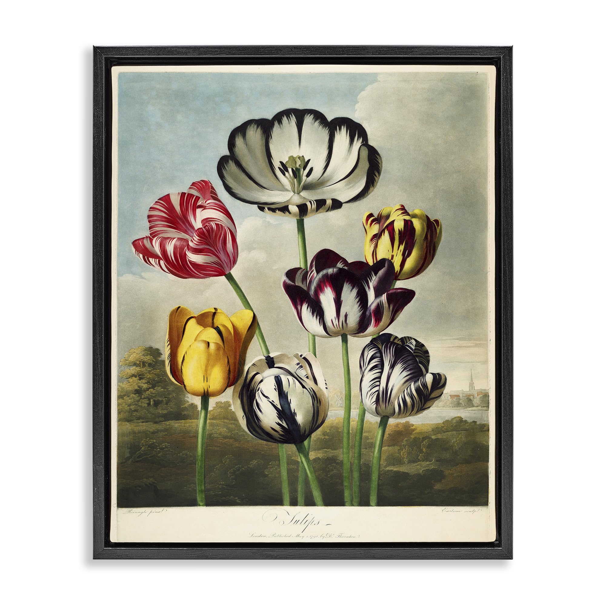 Stupell Industries 'Tulips From The Temple', Floating Frame Canvas Art, Black, 25 x 31 Inches, Easy to Hang and Sturdy, Made in USA, by Print Collection