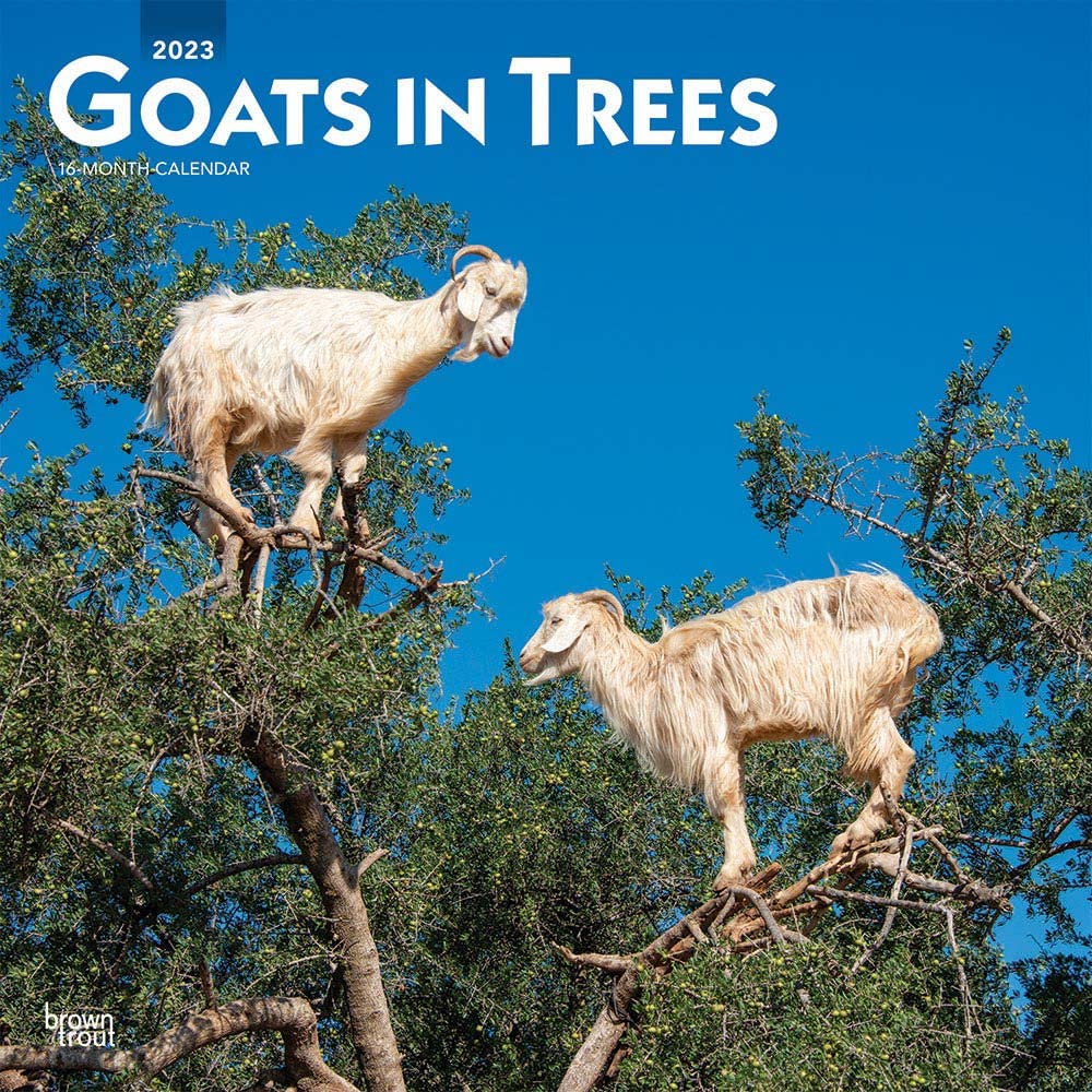 Goats in Trees | 2023 12 x 24 Inch Monthly Square Wall Calendar | BrownTrout | Domestic Funny Farm Animals Calendar – August 1, 2022