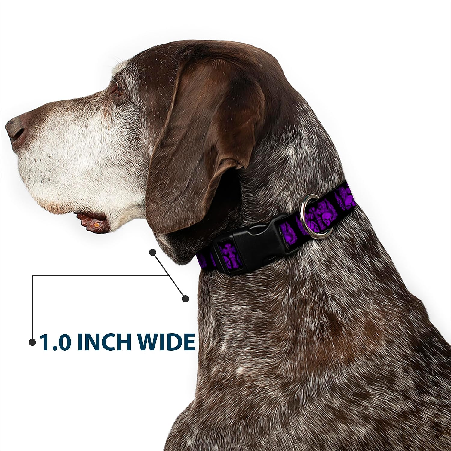Buckle-Down Bd Skulls with Wings Black/Purple Plastic Clip Collar, 1.5" Wide-Fits 18-32" Neck-Large