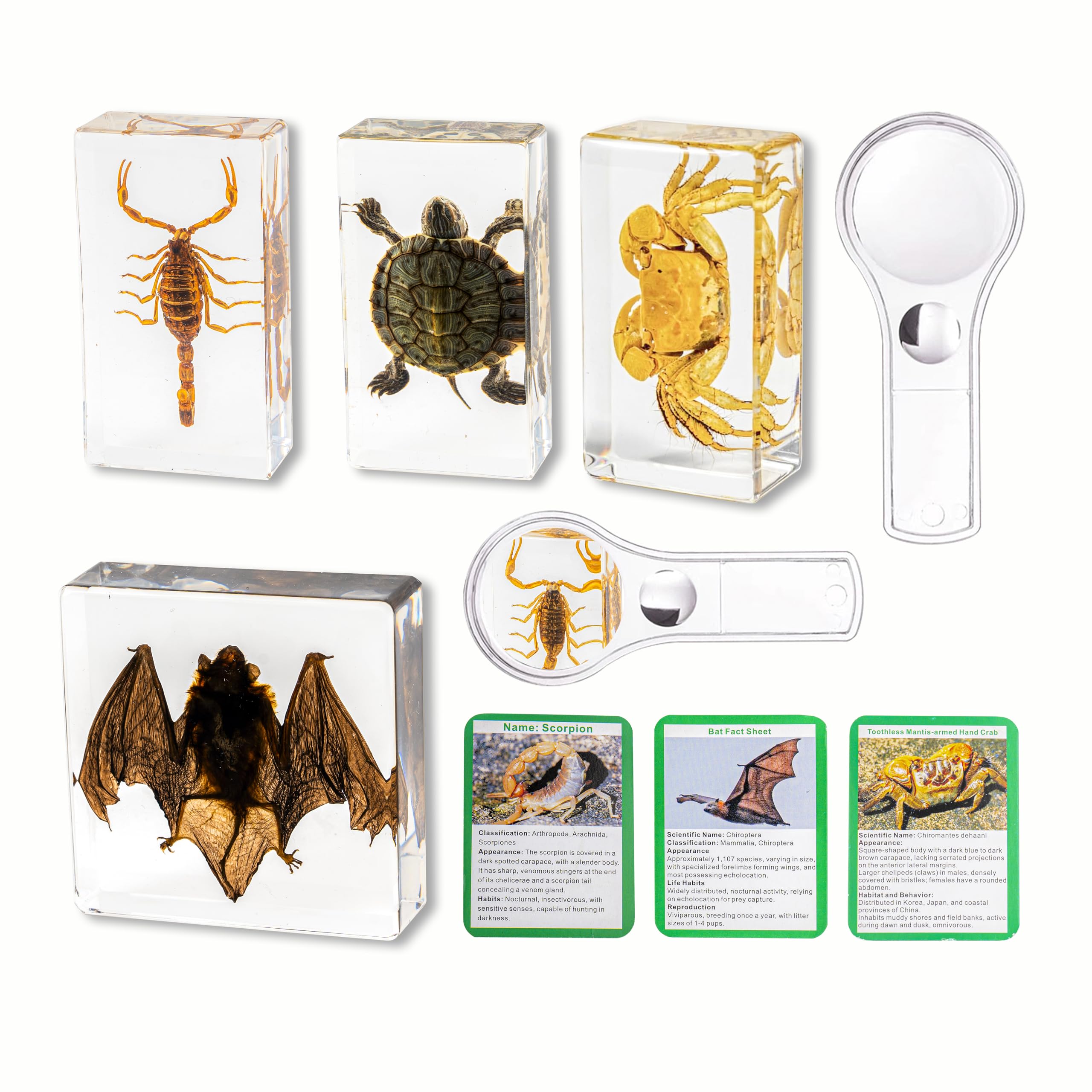 4 Pcs Real Insect Resin Specimens, Real Scorpions, Bats, Turtles, Crab Artificial Amber Resin Specimens for Science Education Classrooms with Magnifying Glass (4 Pcs Insect Resin)