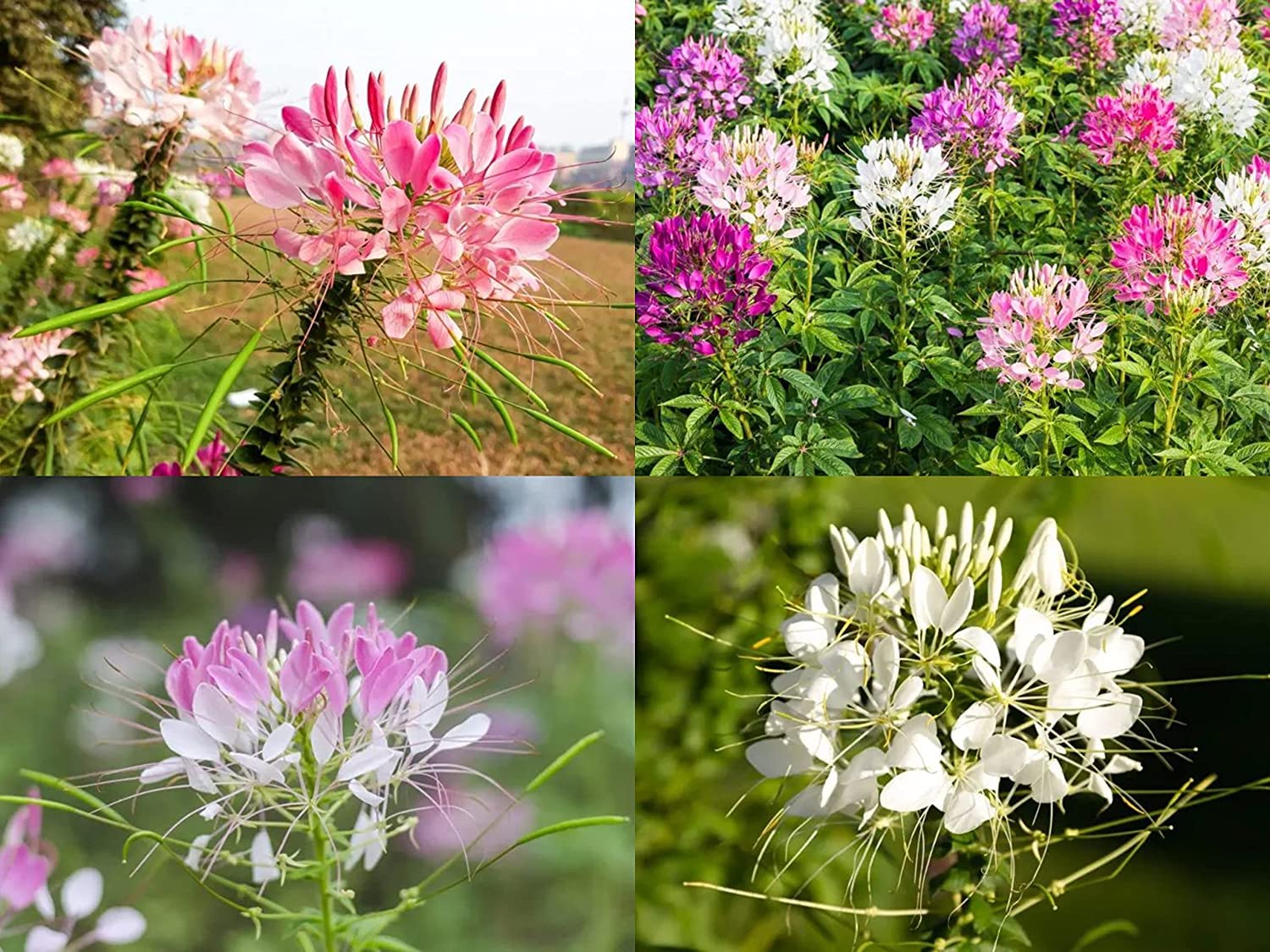 Mix Honeysuckle Vine Flowering Plant Seeds - 20 Seeds Trial Pack