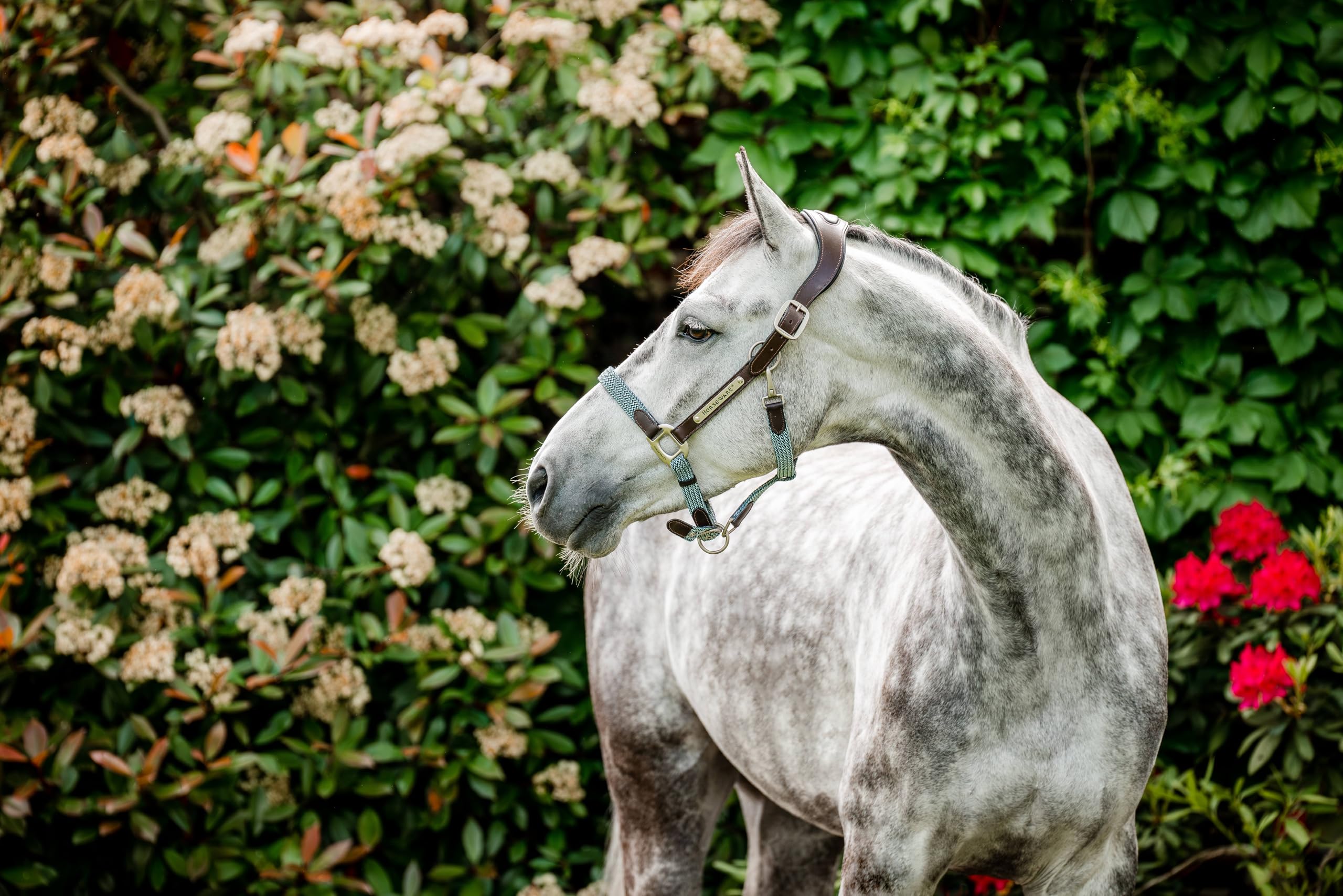 Horseware® Signature Braided Halter