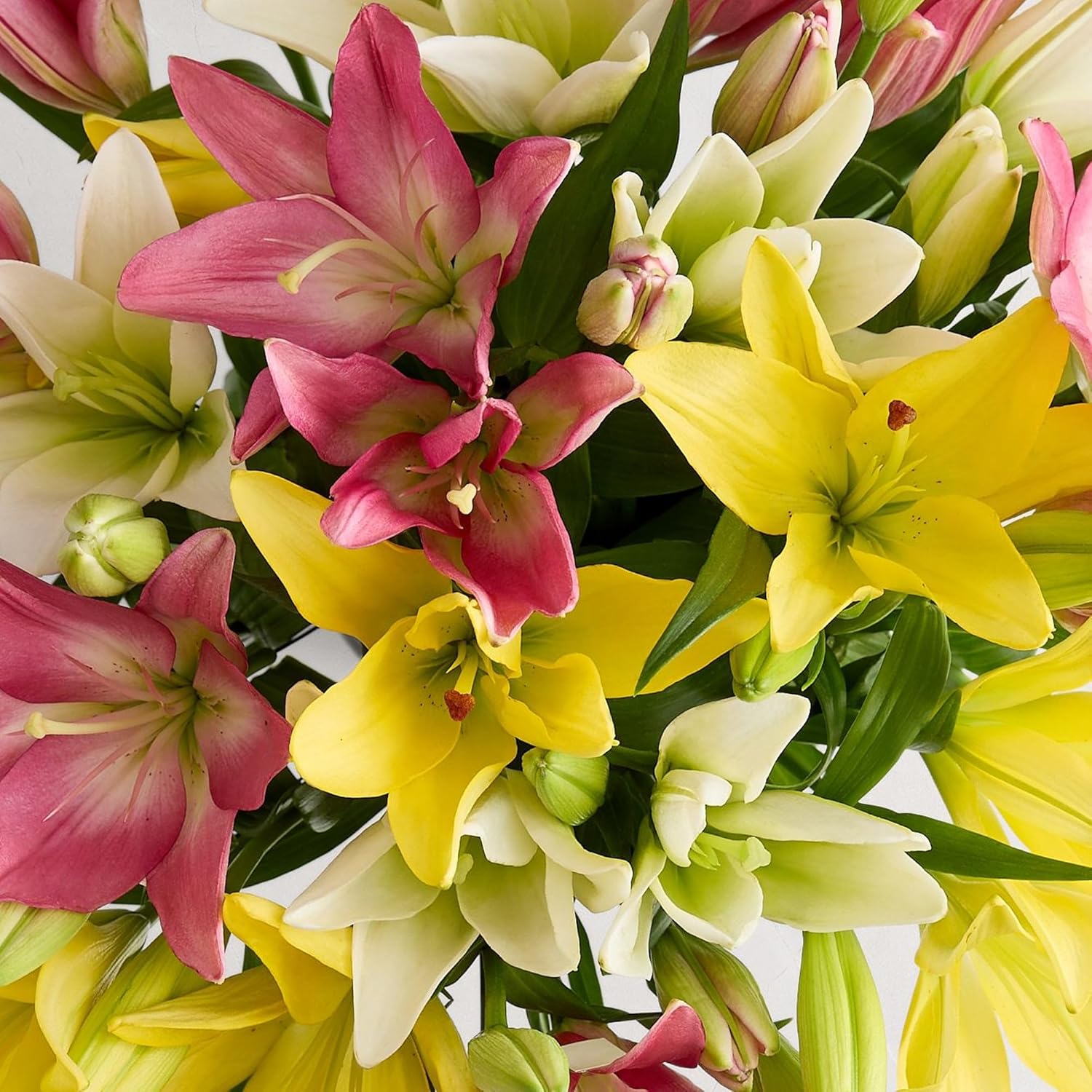 1800 Flowers – 28 Stem Spring Lily Flower Box | Bulk Fresh Cut Flowers for Delivery | Ideal for Mother's Day Gatherings, DIY, Spring Decor, Centerpieces, Weddings & Parties