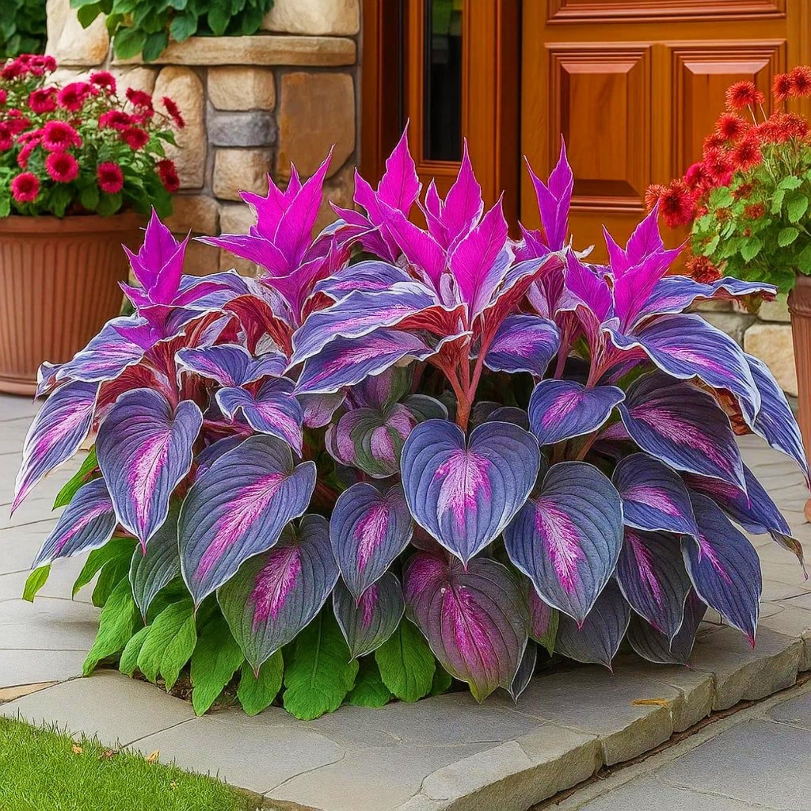 Hosta Bulbs for Planting, Hardy Perennial, Excellent Display, Mix Greening Flower, Natural Organic, Wedding, Balcony Garden, Landscape Design-8 Bulbs-F