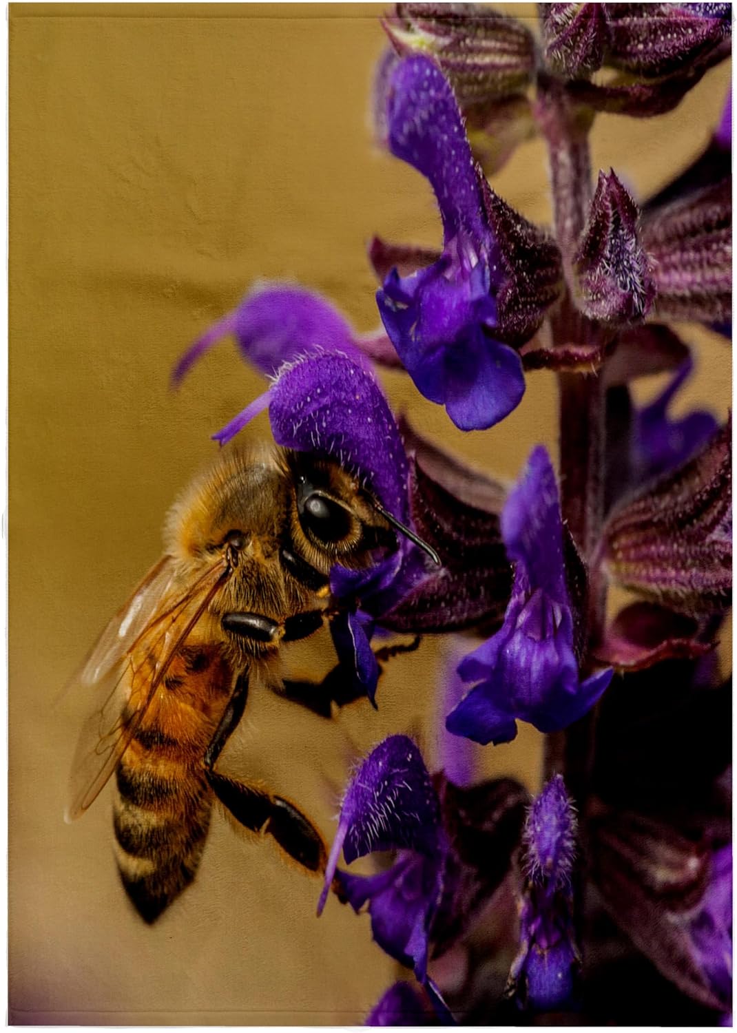 3dRose USA, Colorado, Jefferson County. Honey bee on salvia Blossoms. 22x30 Bath Hand Pool Towel