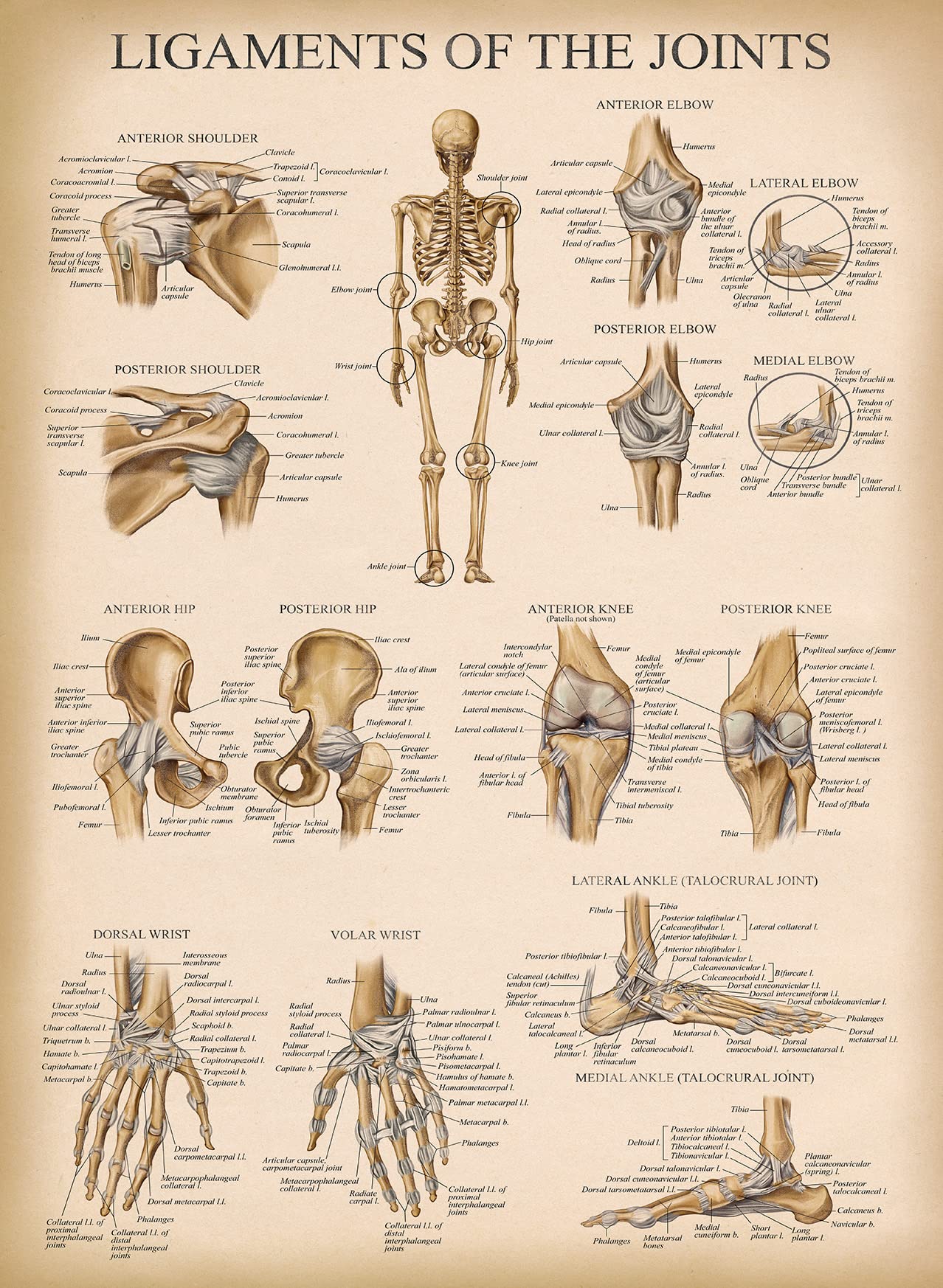 Palace Learning Lot de 4 affiches anatomiques vintage - Plastifiées - Musculaire, squelette, ligaments des articulations, anatomie de la colonne vertébrale - 45,7 x 61 cm