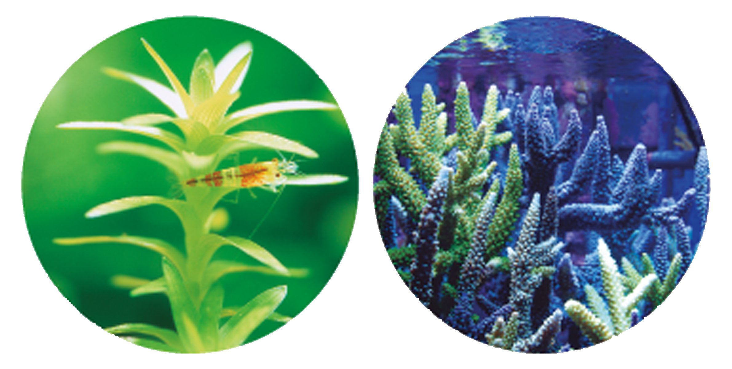 TetraプレミアムLEDライト60 Amazon | テトラ (Tetra) パワーLEDプレミアム 60 ライト