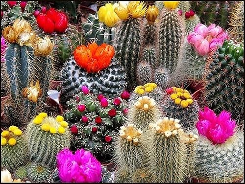 Semillas Cactus (Cacti) Mix - Orgánico
