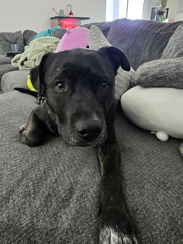 Nordic Naturals Omega-3 Pet, Unflavored - 180 Soft Gels - 320 mg Omega-3 Per Soft Gel - Fish Oil for Dogs with EPA & DHA - Promotes Heart, Skin, Coat, & Immune Health : Pet Supplies Review Image