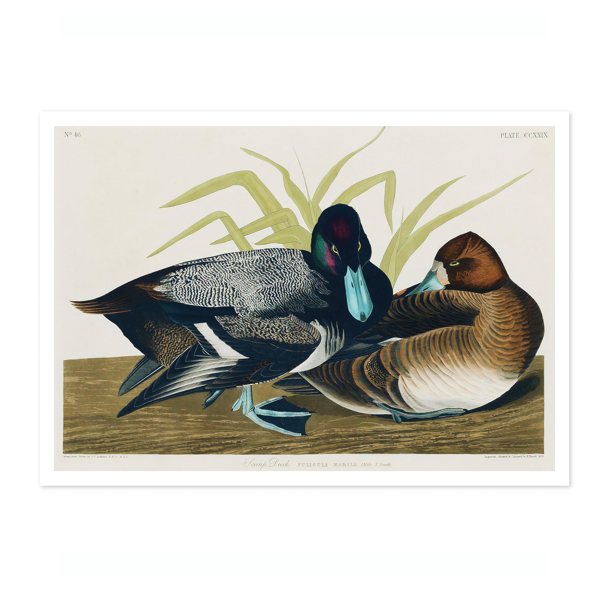 Scaup Ducks Poster John James Audubon Vintage Bird Illustration Antique Print Ornithology Art, Archival Matte, A1 (Print Only) - 84.1x59.4cm