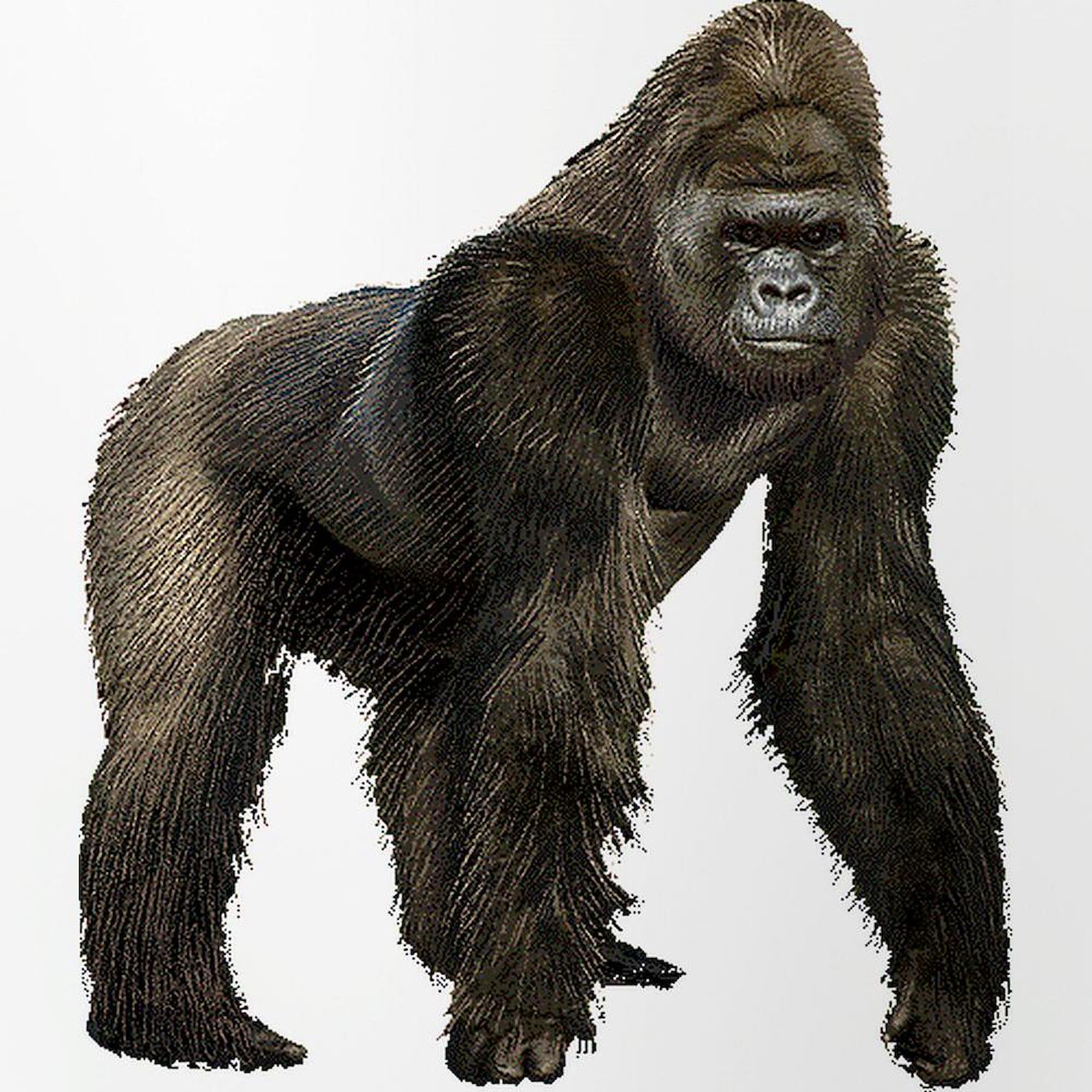 CafePress Gorilla Pint Glass, 16 oz. Drinking Glass