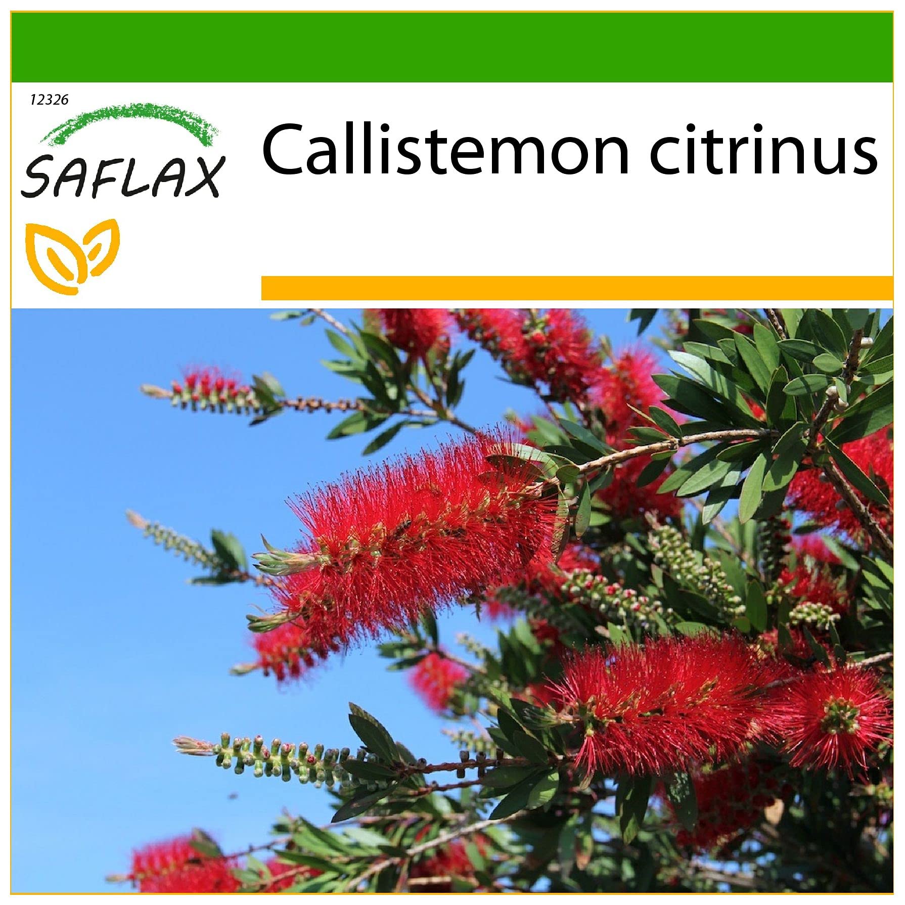 SAFLAX - Árbol del cepillo - 400 semillas - Con sustrato estéril para cultivo - Callistemon citrinus
