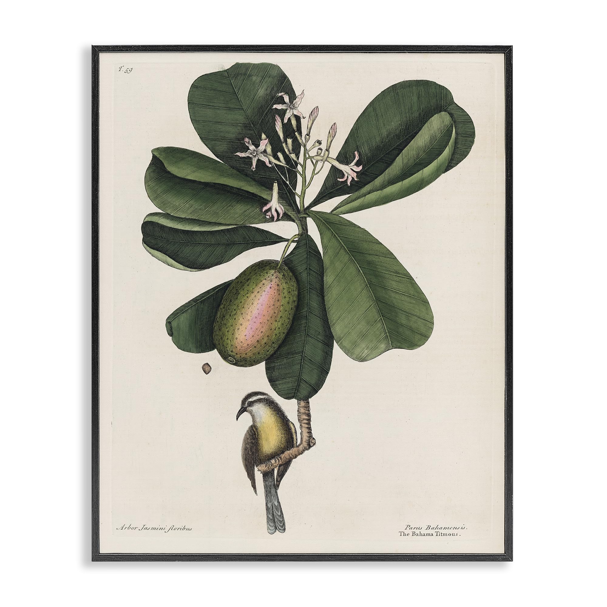Stupell Industries 'Catesby Flora & Fauna', Framed Giclee Art, Black, 24 x 30 Inches, Easy to Hang and Sturdy, Made in USA, by Print Collection
