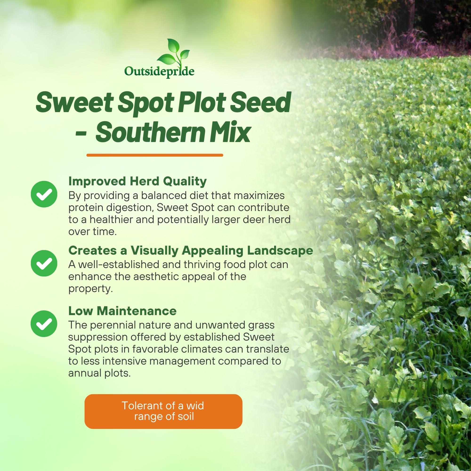 Amazon.com : Outsidepride Southern Sweet Spot Seed - 10 lb. Annual,  Versatile, Fast Growing & Drought Tolerant, Deer Food Plot Seeds for  Planting Mixed Grasses for Easy Growth & Wildlife Gardens :