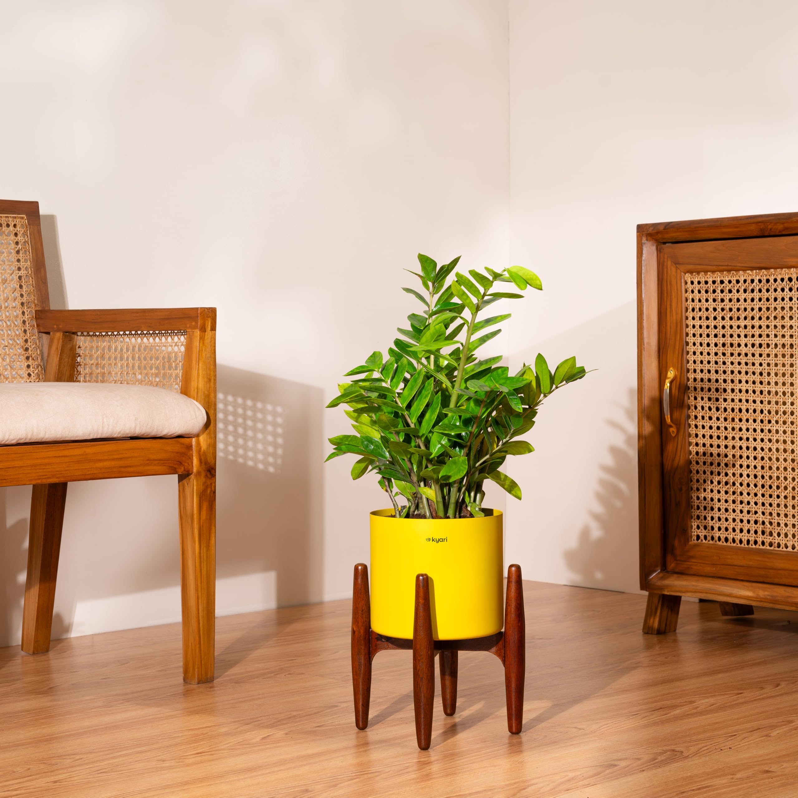 Kyari Zamia Green ZZ Plant - Air Purifying & Self Watering -12