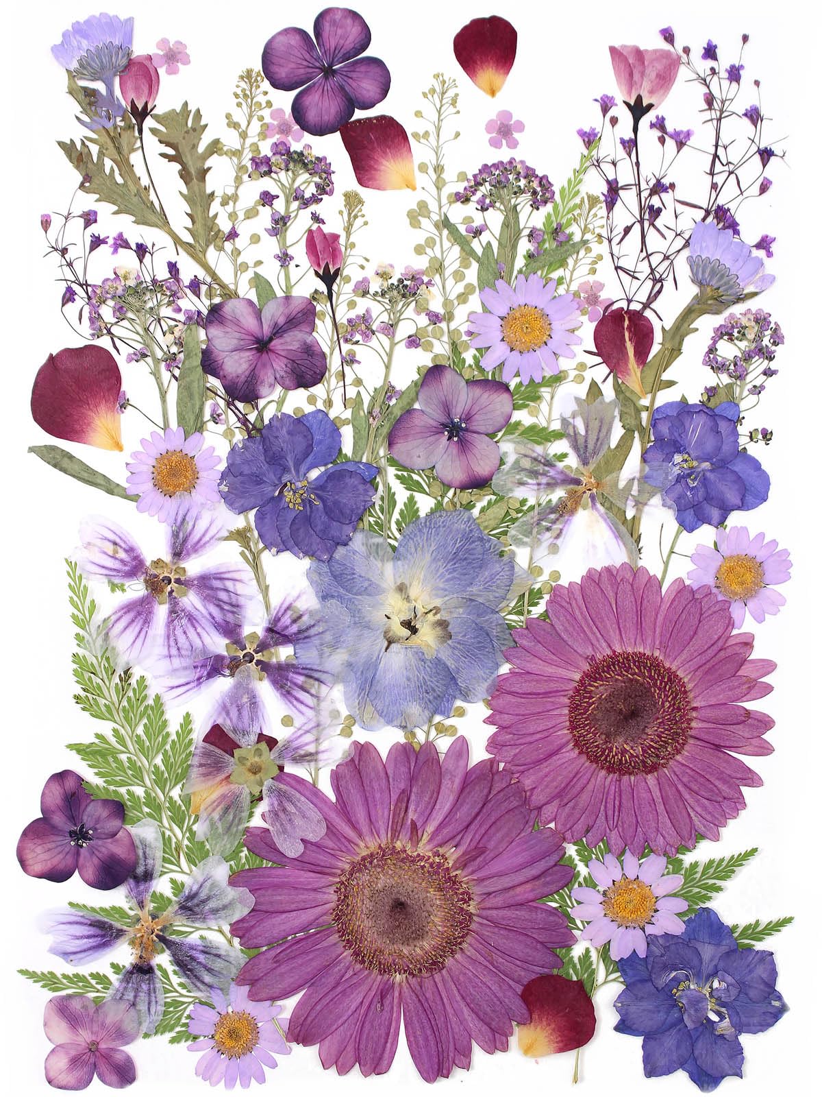 ZMRU Grandes fleurs séchées pressées en vrac de 30,5 cm pour cadre en verre, véritables feuilles de fleurs naturelles séchées pour moule en résine, décoration de gâteau, décorations de vacances, étuis
