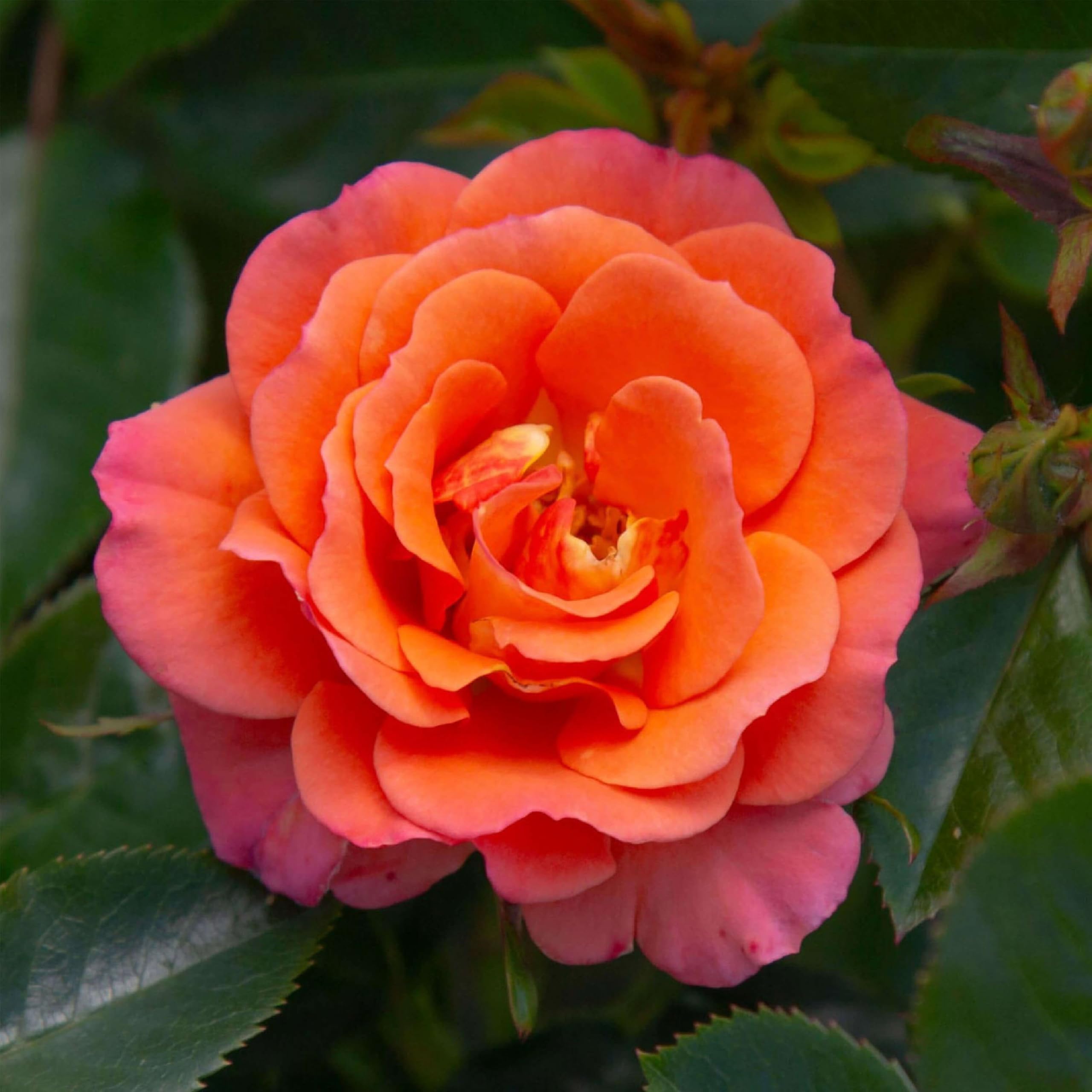 Heirloom Floribunda Old John