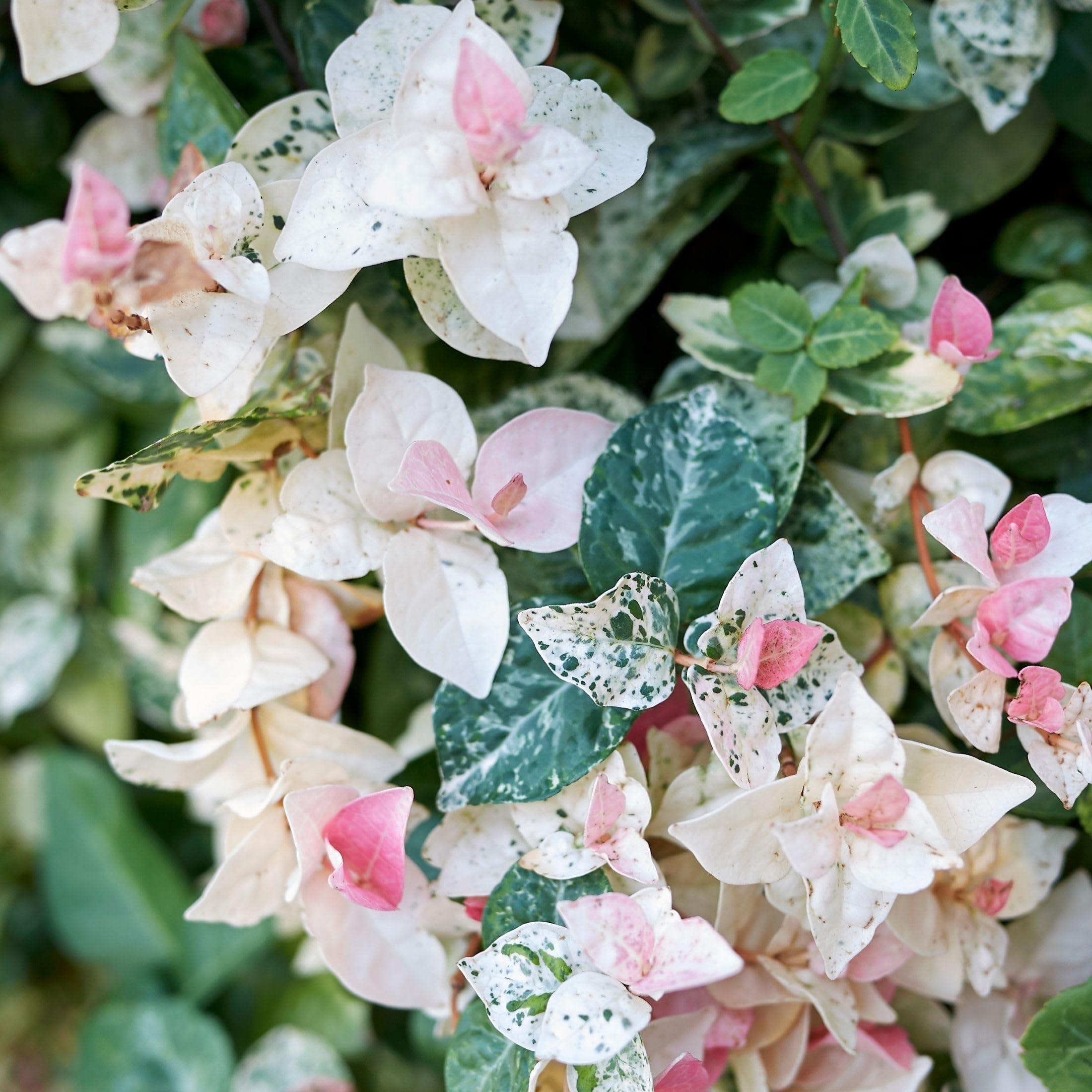 Trachelospermum Jasminoides Tricolor Vaso 18 cm – Falso Gelsomino Variegato Rampicante Sempreverde
