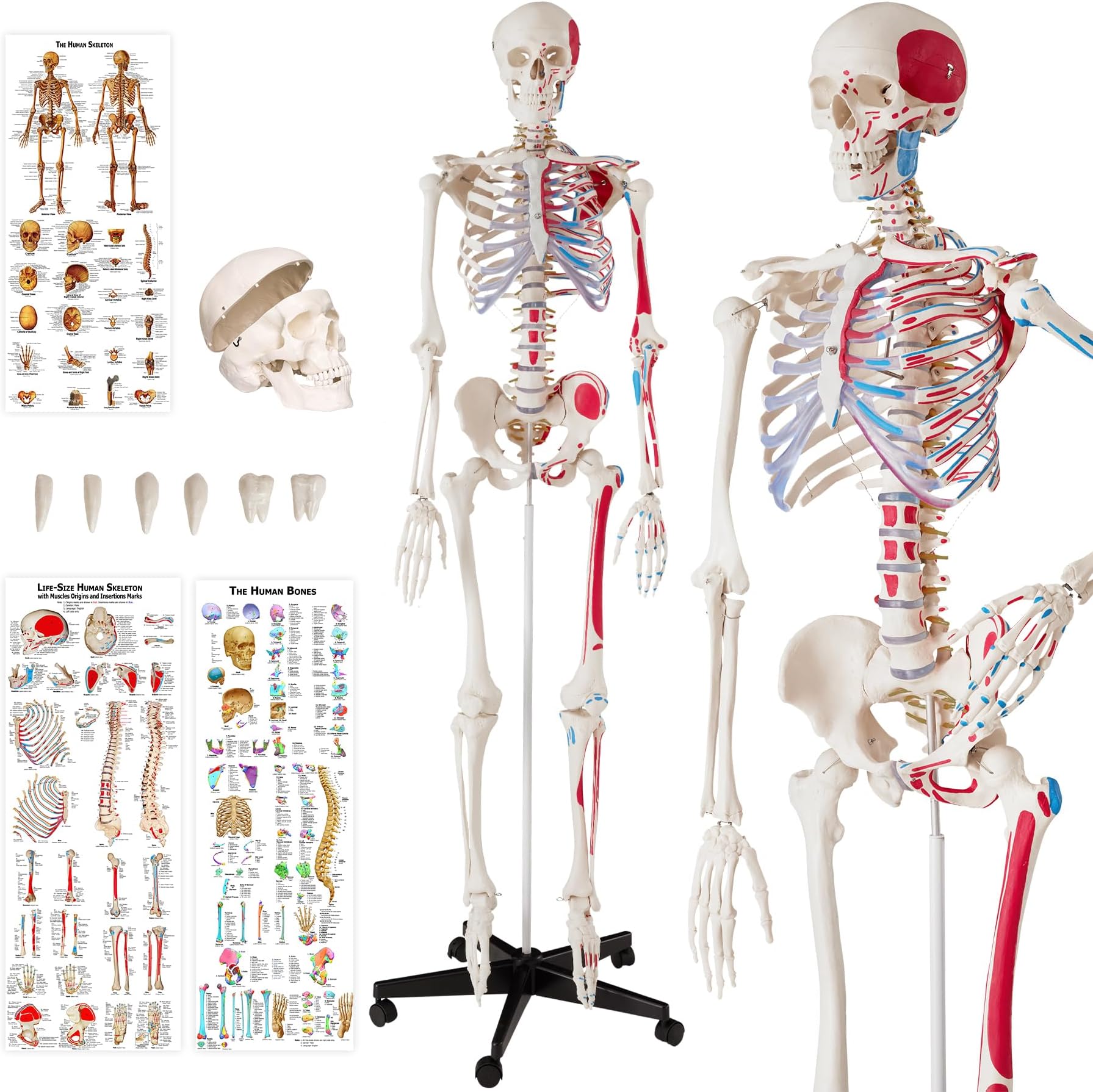 tectake® Life-Size Anatomical Skeleton Model with Removable Limbs & Flexible Joints, Detailed Human Skeleton Model, Incl. 3 Human Anatomy Posters of Bones & Muscles, Stand with Wheeled Base - 180 cm
