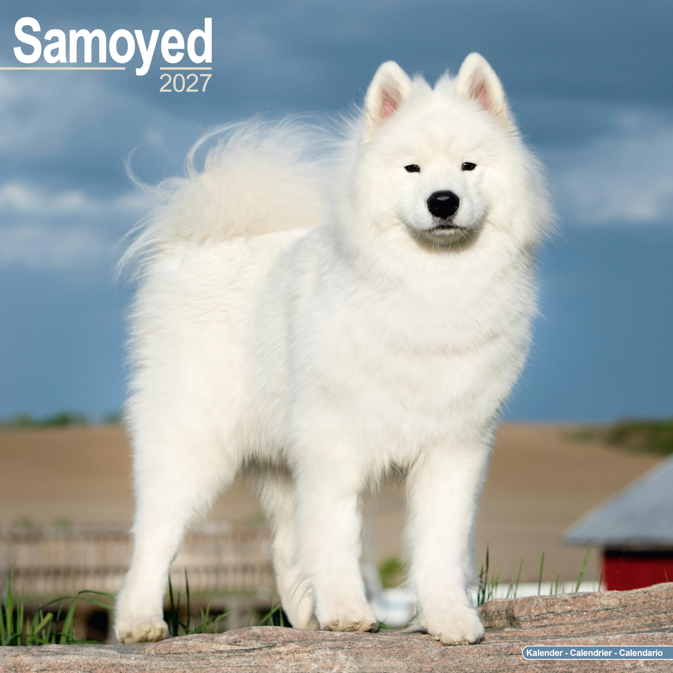 Samoyed Calendar 2027, Wall Calendars, Month To View, Dogs, Gift