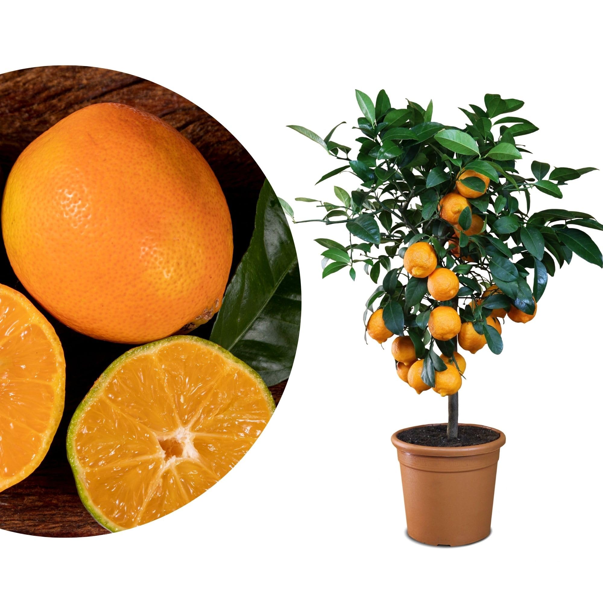 Meine Orangerie - Rote Limette Mezzo - außergewöhnlicher Zitrusbaum - Mandarinen-Limette - Lima Rossa - echter Limettenbaum für Garten, Balkon oder Terrasse