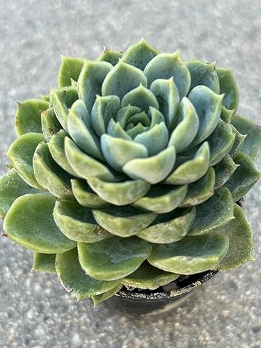 Miniatura 2 de Echeveria Lime and Chile - Planta suculenta viva, maceta de 2 pulgadas con tierra, totalmente enraizada, decoración para el hogar y la oficina