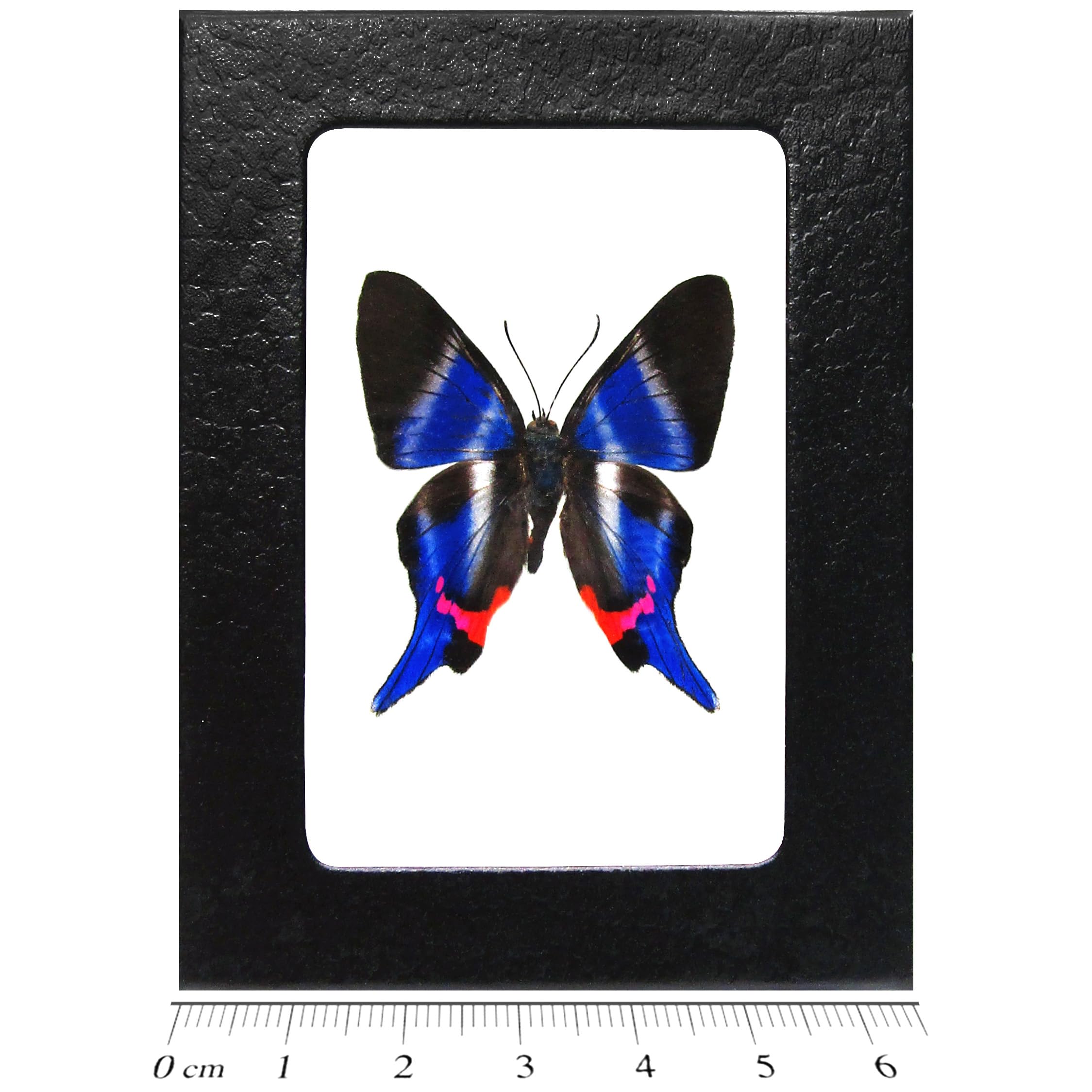 BicBugs Rhetus dysonii Real Framed Butterfly Blue Peru