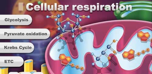 FCS - Cellular Respiration