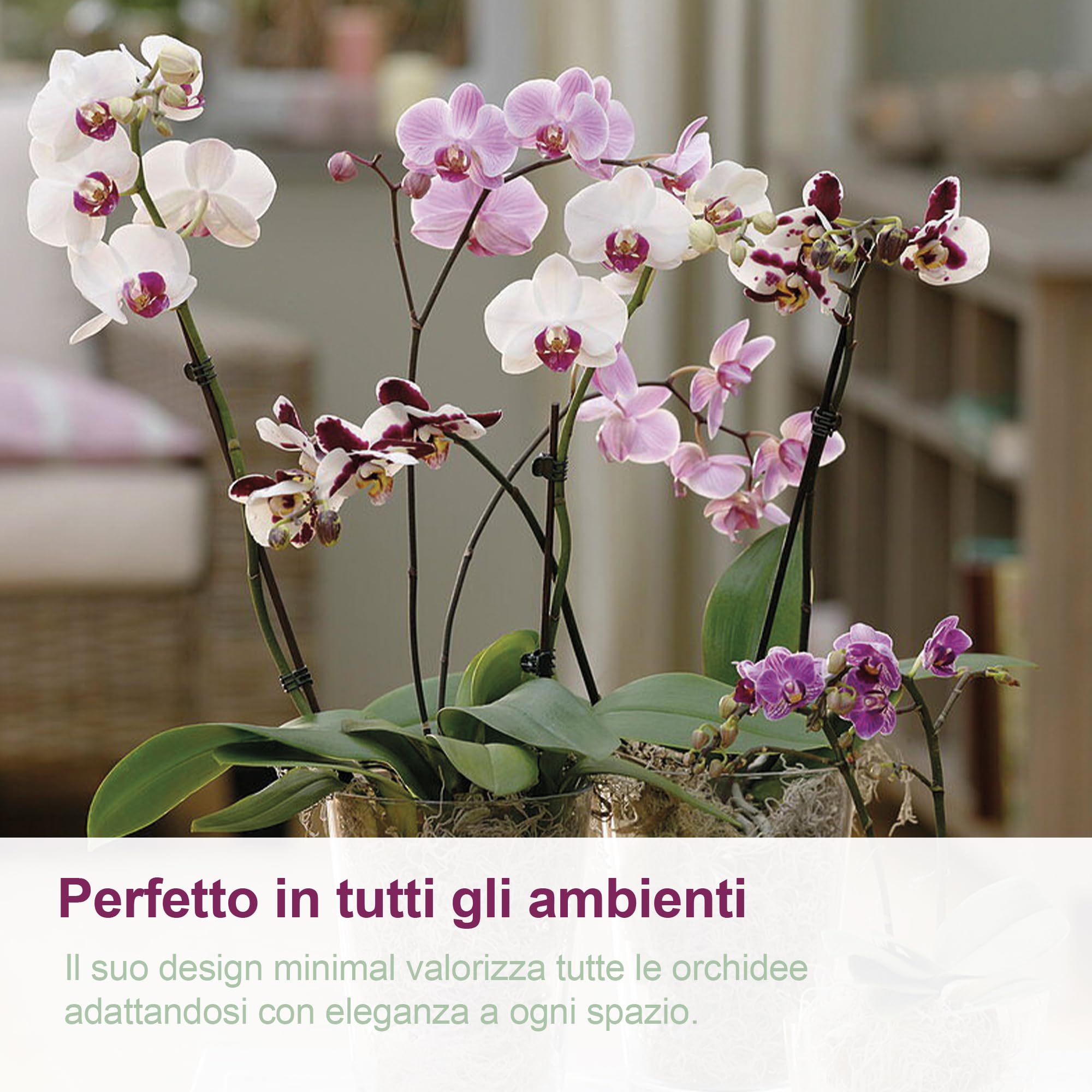 Confezione da 5 vasi per orchidee con fori di drenaggio e sottovasi, in plastica trasparente, 14 cm, per piante e orchidee, per interni ed esterni, balcone