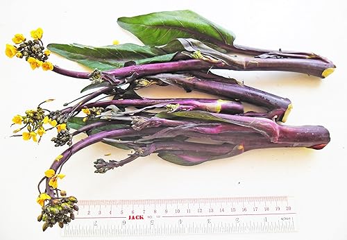 Miniatura 3 de Hon Tsai Tai Purple Yu Choy Sum Seeds - Paquete de más de 1500 unidades - para Hong Caitai 2024 & # x02024 & # 8221 Col Roja China Floración Bok