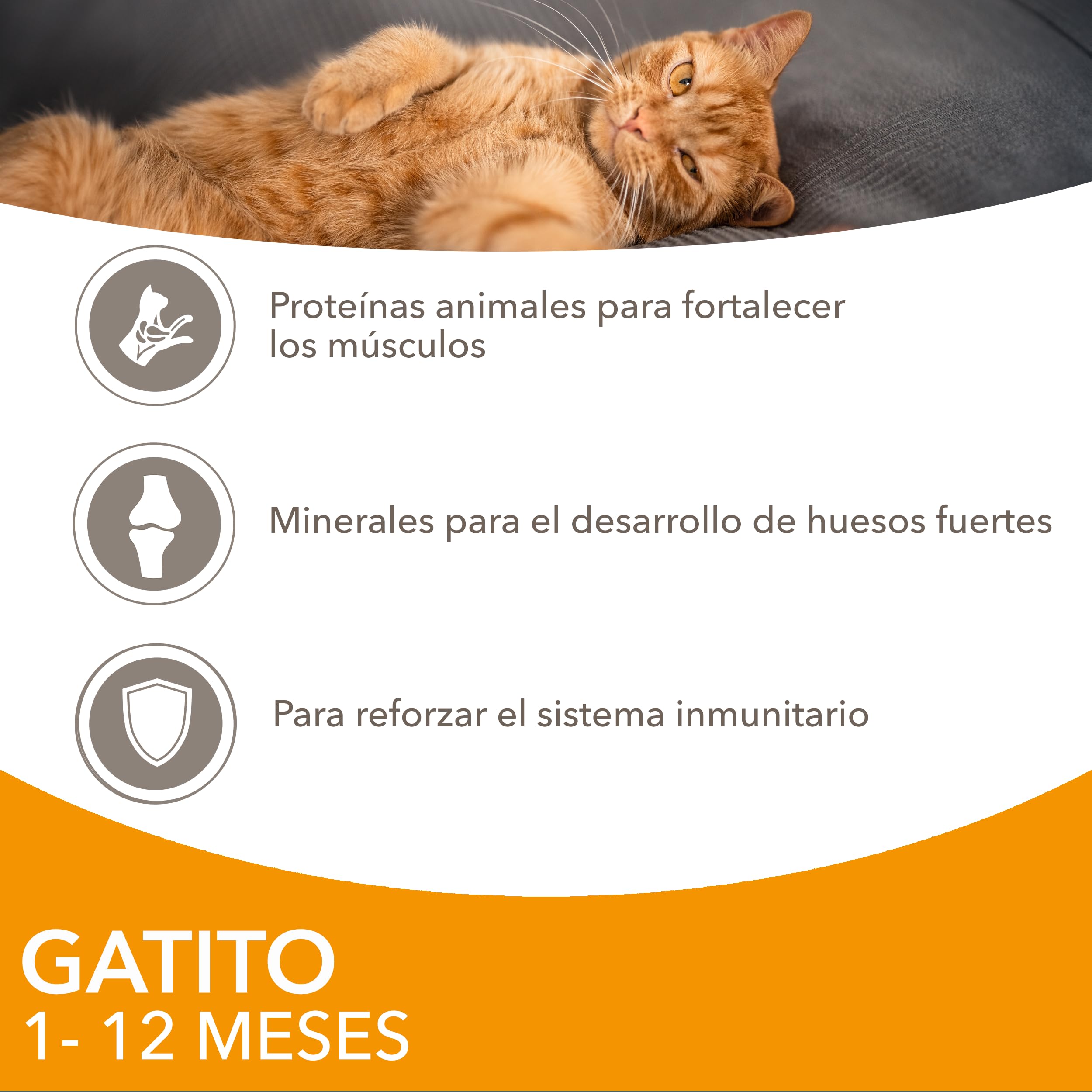 IAMS Advanced Nutrition Alimento húmedo en Salsa, para Gatitos con Pollo, 12 x 85g