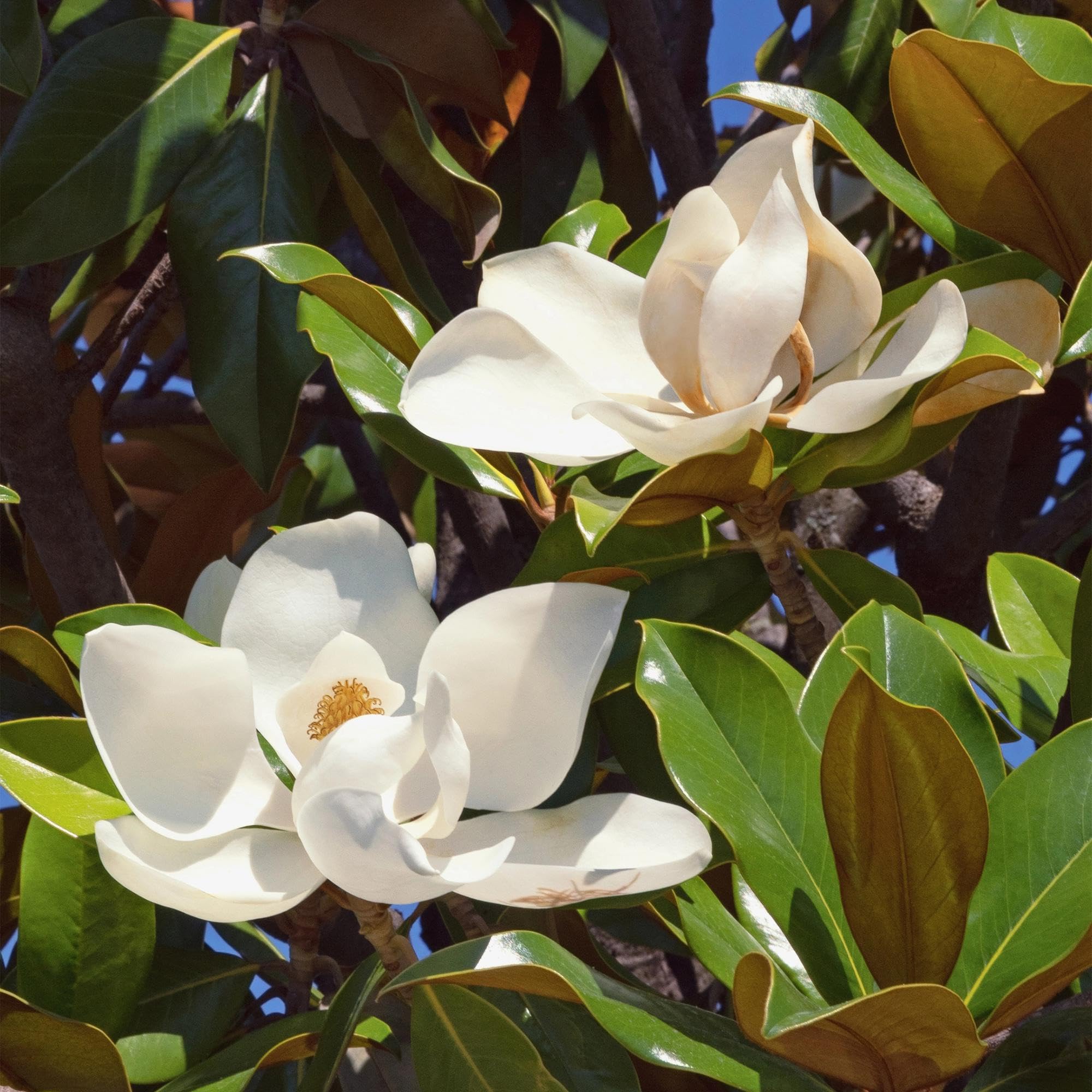 Magnolia grandiflora – 3 rośliny – 12 cm – wysokość ok. 30 cm – wiecznie zielona magnolia z dużymi, kremowo-białymi letnimi kwiatami na grządki, balkon i taras – łatwa w pielęgnacji i dekoracyjna