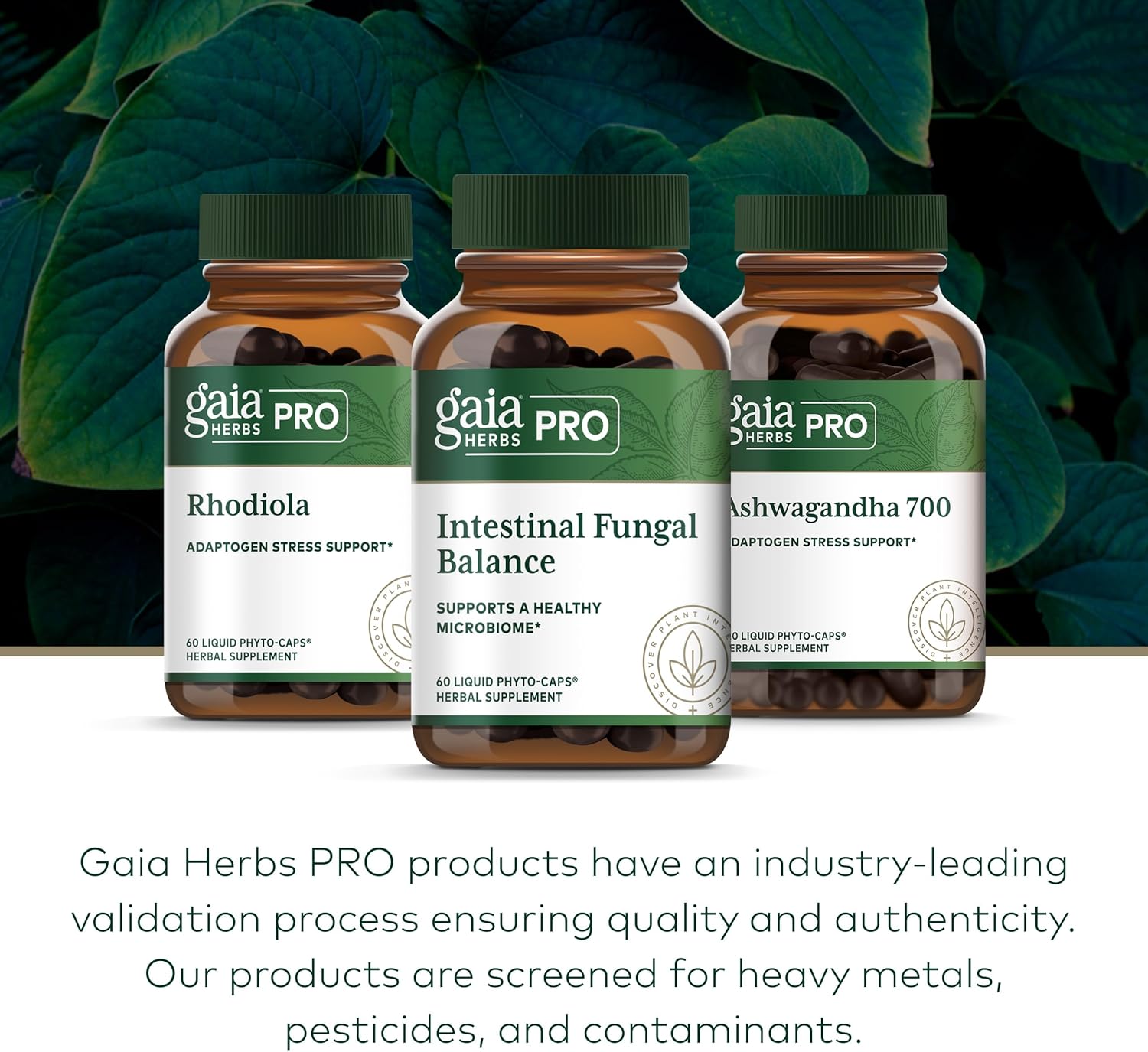 GAIA HERBS PRO Intestinal Fungal Balance - Digestion Support Supplement* - Cleanse Support Supplement* with Holy Basil Leaf, Cinnamon Bark & Oregon Grape Root - 60 Liquid Phyto-Caps (60 Servings)