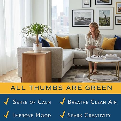 Miniatura 5 de Costa Farms Palma de Cola de Caballo, Planta Viva en Maceta Decorativa, Fácil de Mantener, Planta de Interior Perfecta para el Hogar, Habitación u