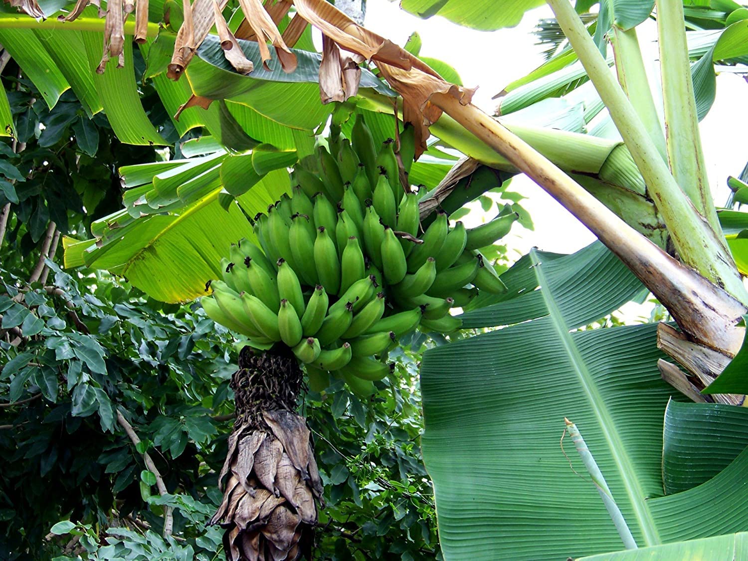CooPany® Rasthali, Patakapura Banana Live Plant - Rhizome Plant (Not Tissu Culture Plant) (B09SGMFSJD) Amazon Price History, Amazon Price Tracker