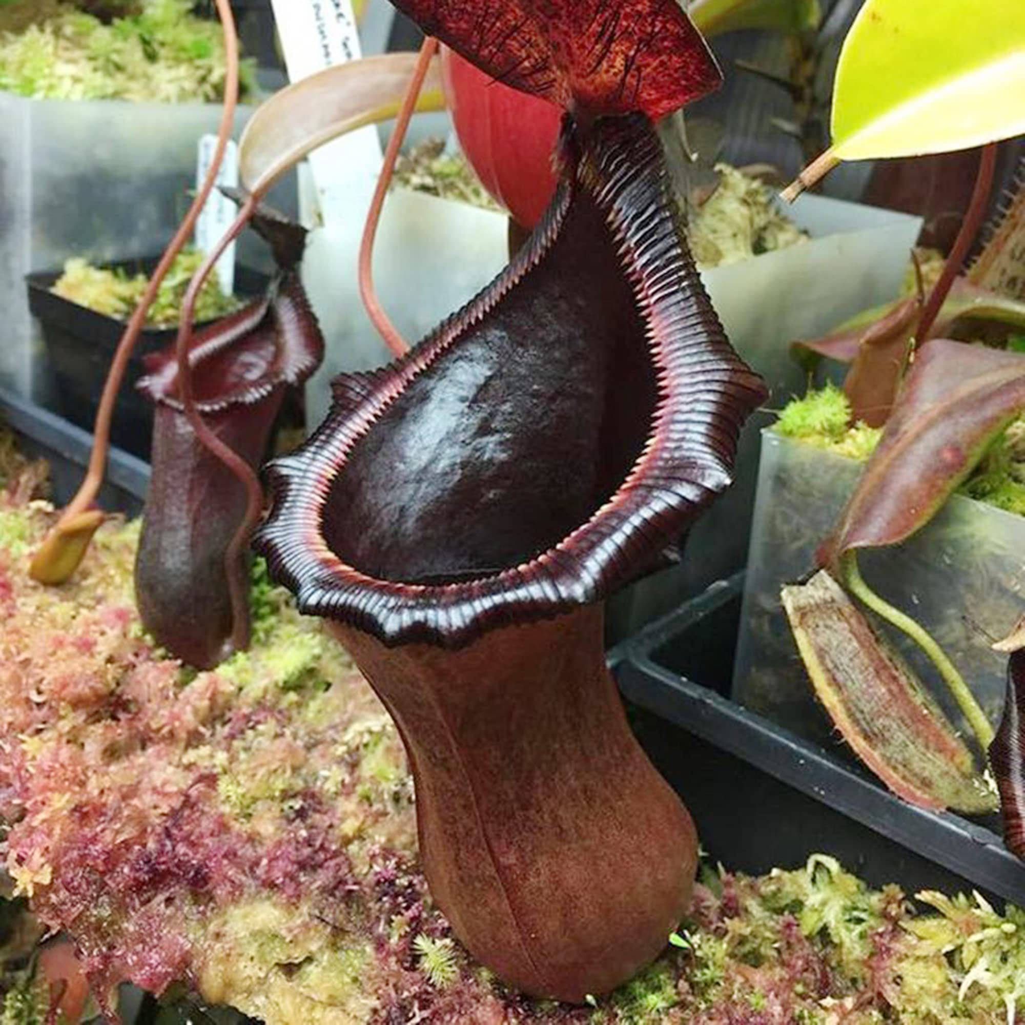 Semillas De Nepenthes Carnívoras – 400 Unidades Para Cultivar Plantas Con Trampas De Insectos, Ideal Para Jardín O Balcón