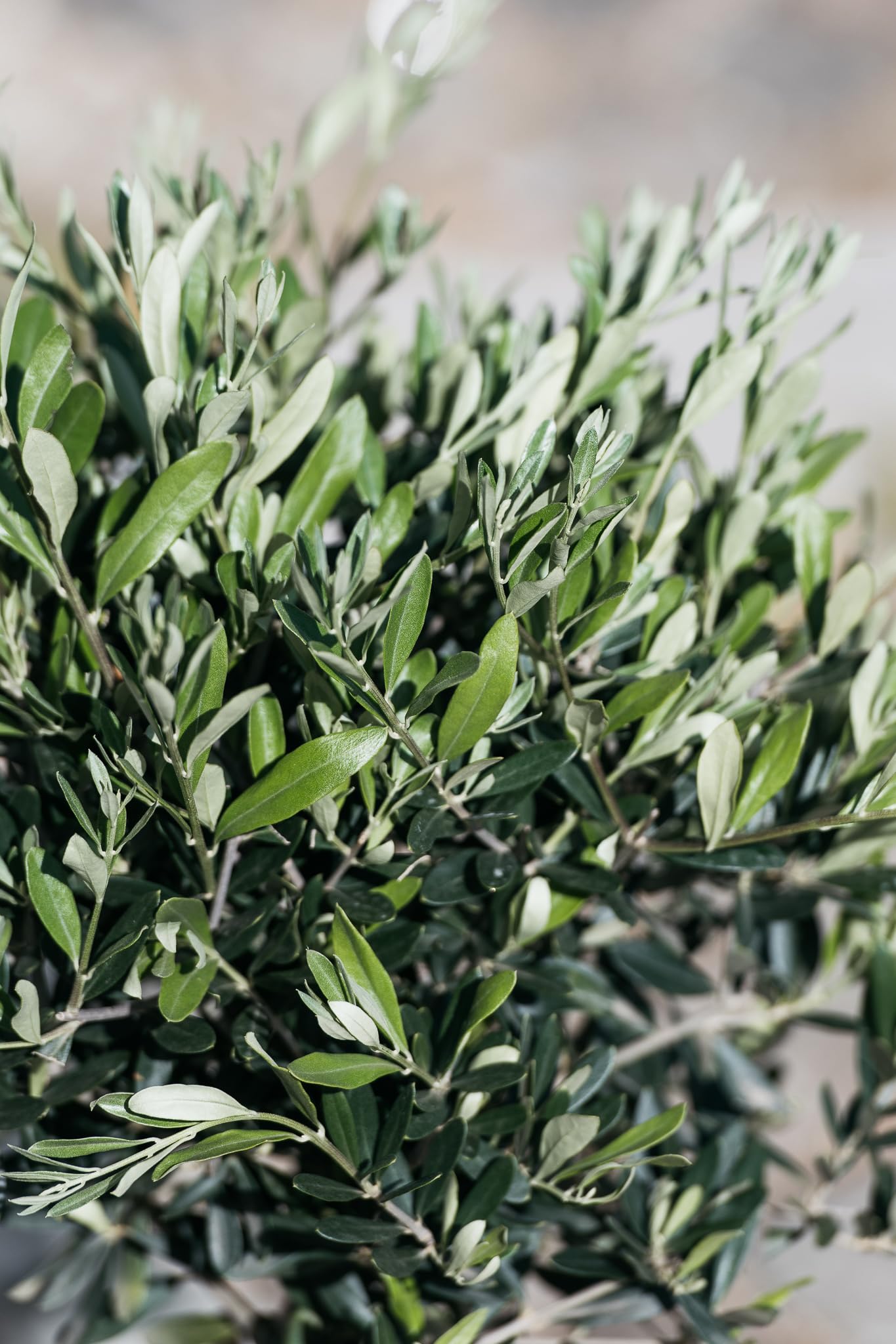 Olea Europaea - Albero di ulivo, misura XL, 80-100 cm, per balcone, terrazza e giardino, vaso da 19 cm (2)