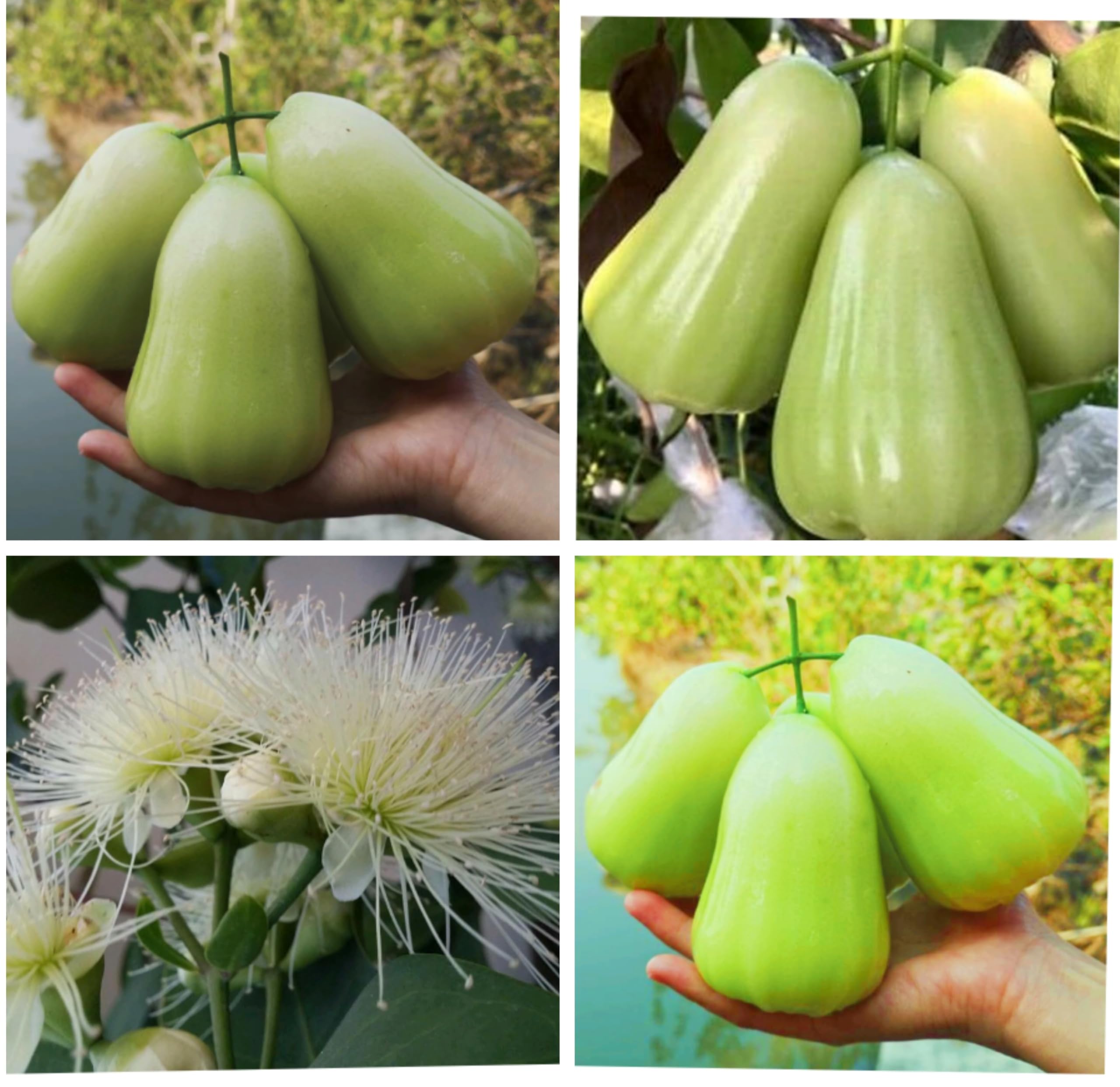 See full amazon price history chart for JR Service* Thailand, Hybrid And Sweet Green Water Apple/Wax Apple/Java Apple Fruit Live Plant (Air Layering Process). All Time Season Fruit Plant. Gives Fruit From 4 months. JR Service* Thailand, Hybrid And Sweet Green Water Apple/Wax Apple/Java Apple Fruit Live Plant (Air Layering Process). All Time Season Fruit Plant. Gives Fruit From 4 months. (B0D31JJZ79) Amazon Price History, Amazon Price Tracker